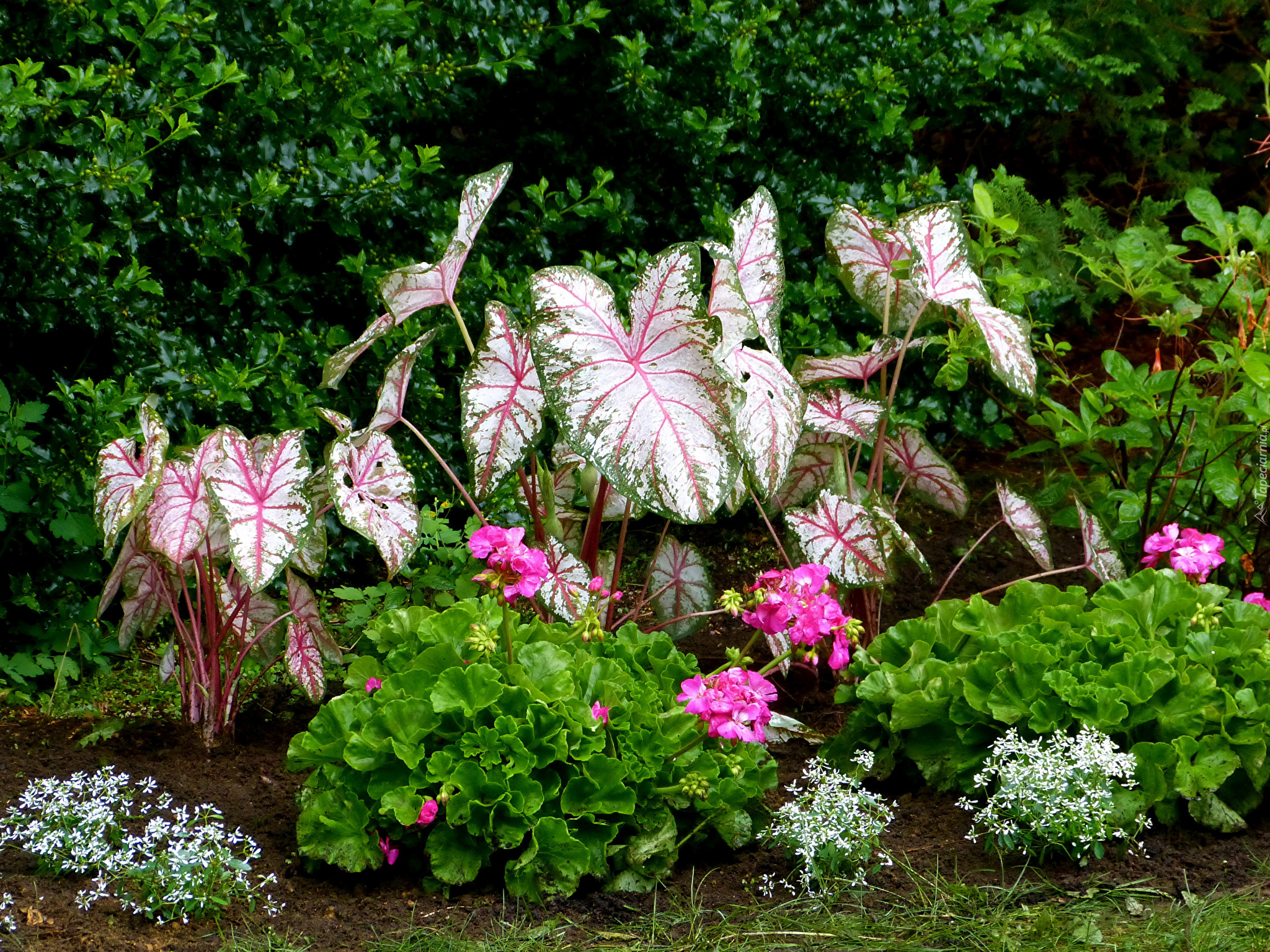 Kaladium dwubarwne, Kwiaty, Różowe, Pelargonie, Białe, Kwiatki