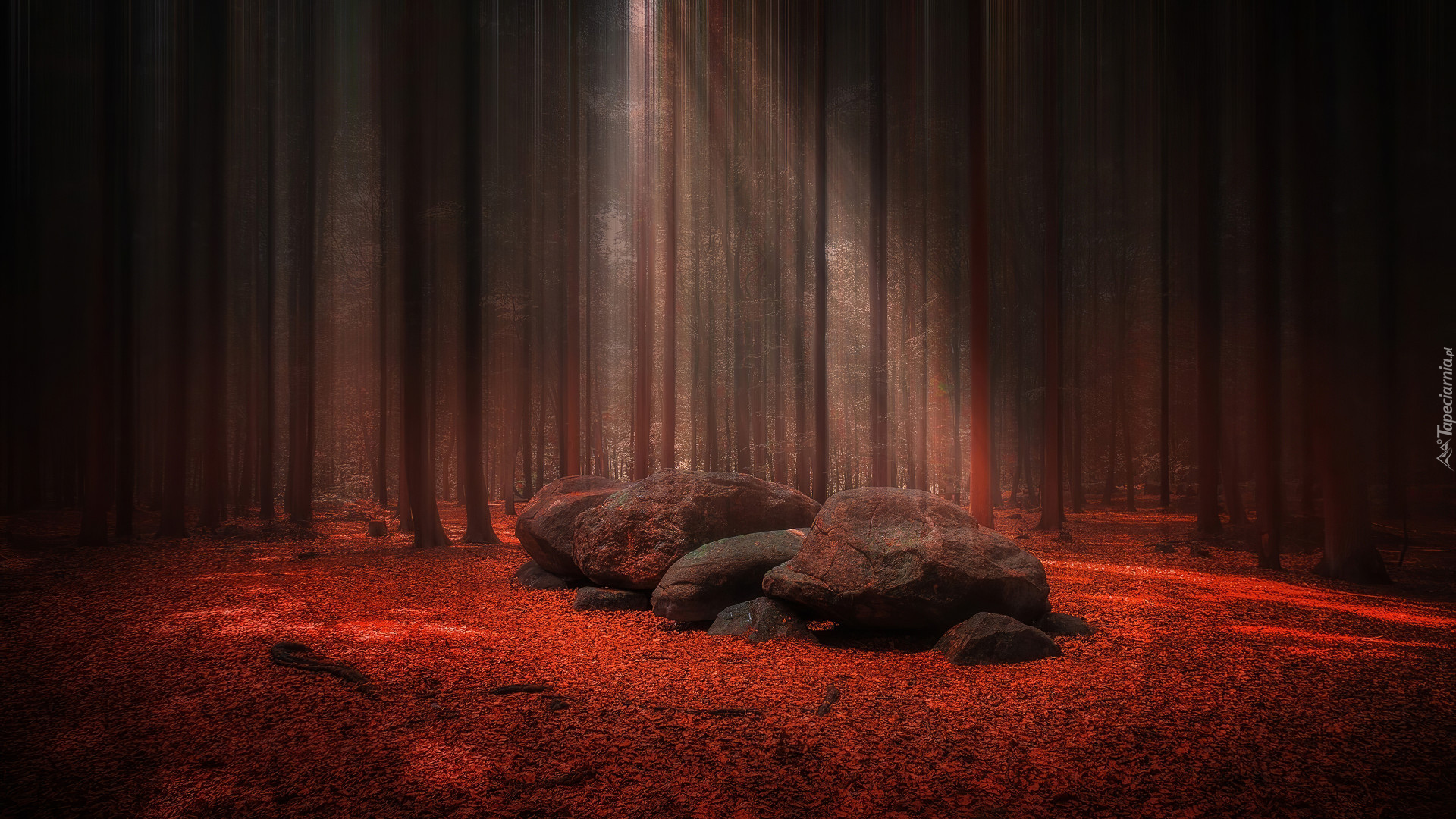 Las, Kamienie, Czerwone, Liście, Przebijające światło