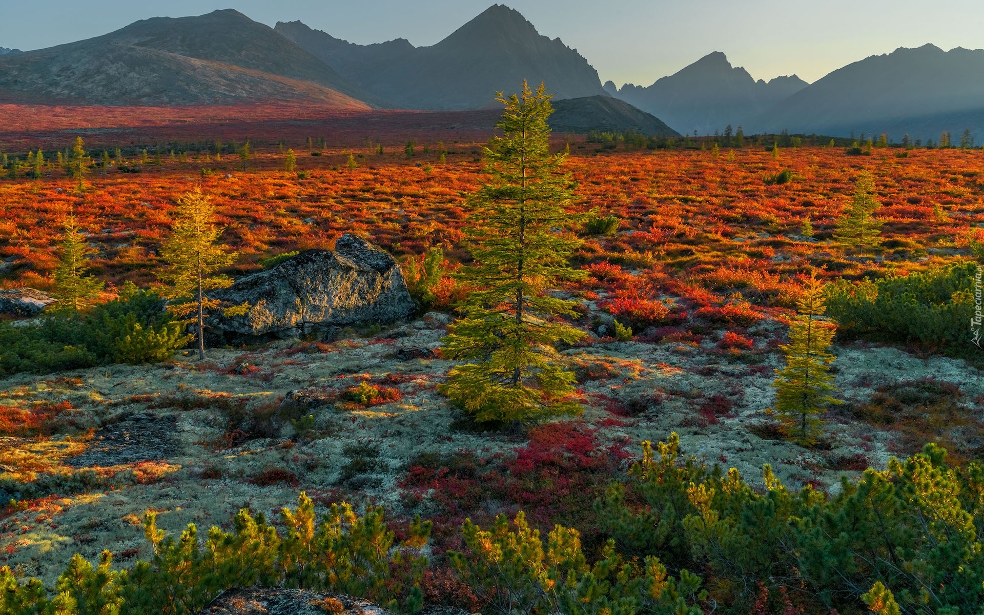 Jesień, Drzewa, Roślinność, Góry Kołymskie, Kołyma, Rosja