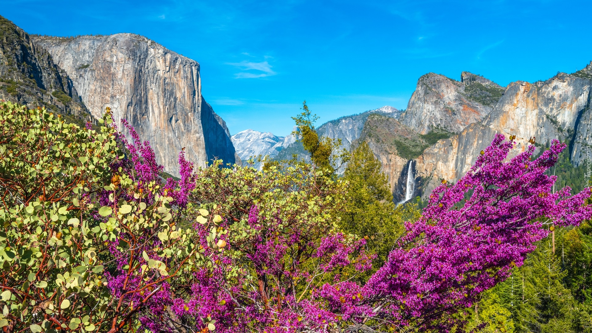 Park Narodowy Yosemite, Góry, Drzewa, Krzewy, Stan Kalifornia, Stany Zjednoczone