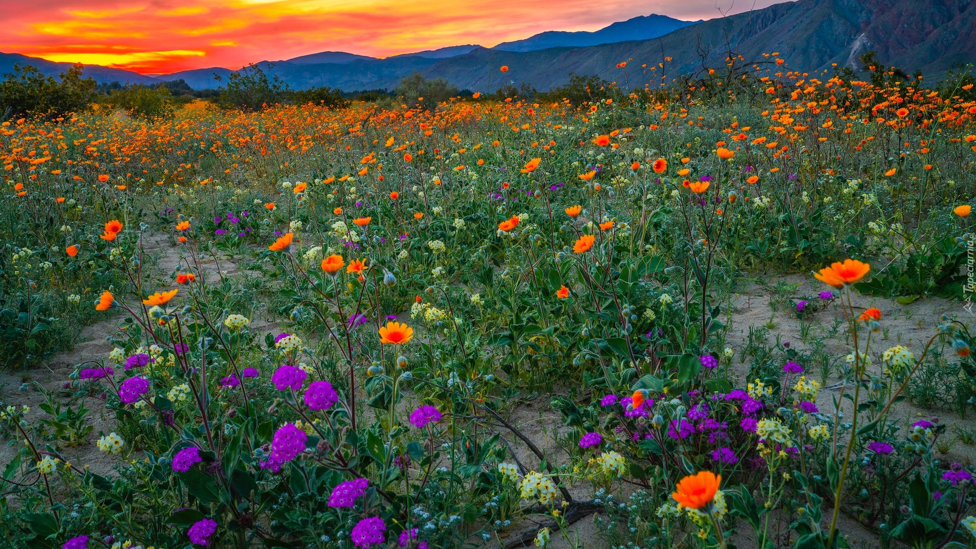 Park stanowy, Anza Borrego Desert, Łąka, Kwiaty, Wzgórza, Kalifornia, Stany Zjednoczone