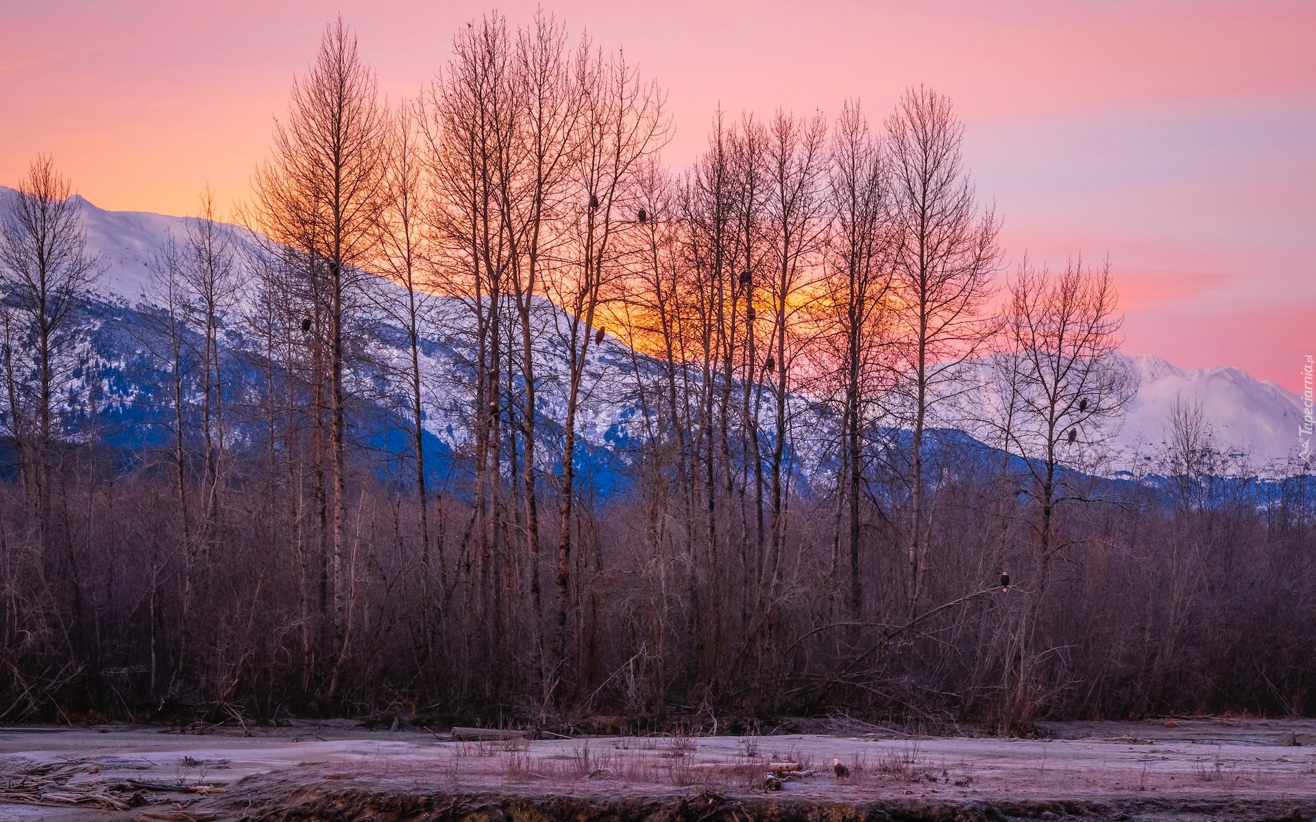 Stany Zjednoczone, Alaska, Haines, Góry, Chilkat Range, Zima, Drzewa, Ptaki