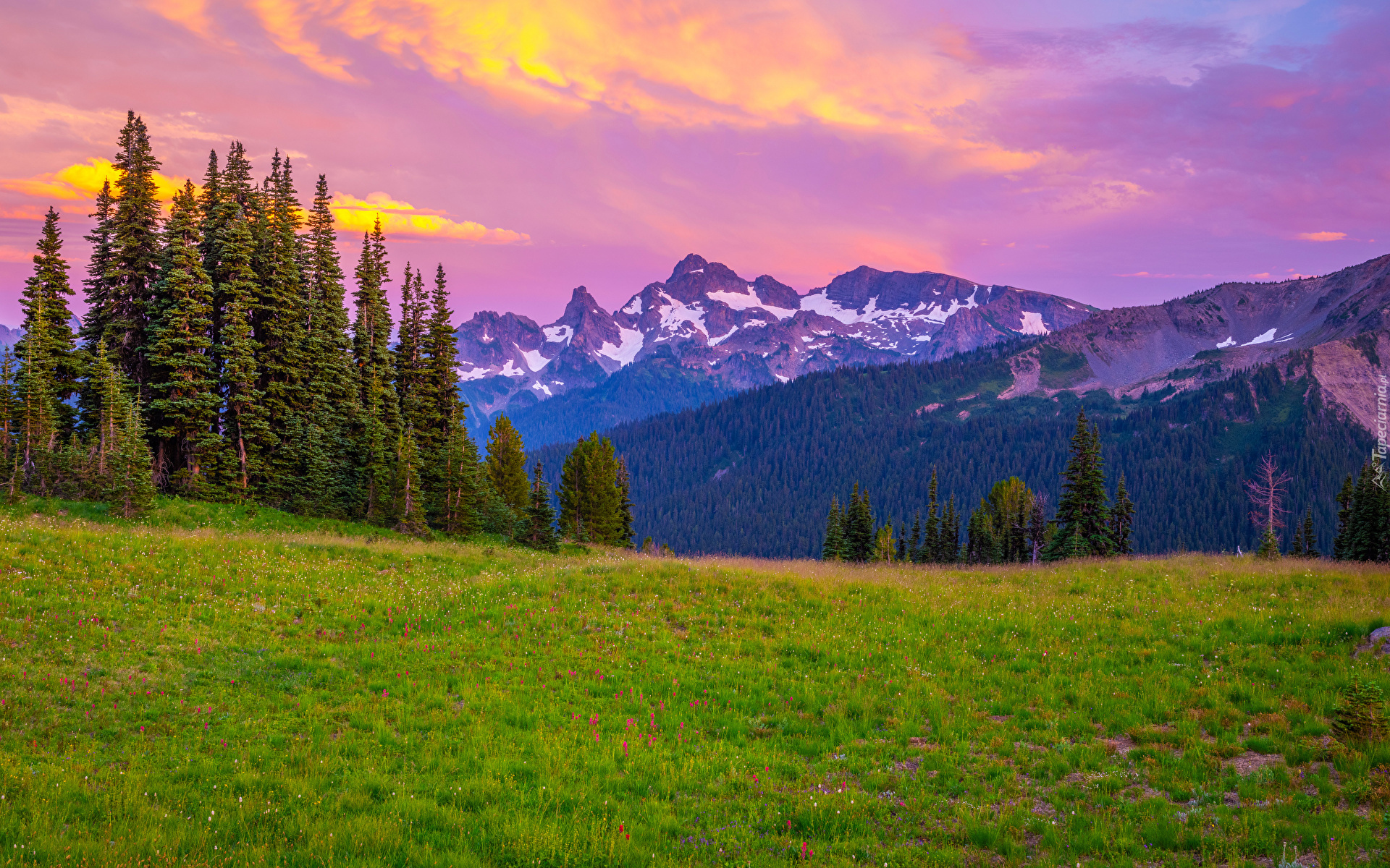 Stany Zjednoczone, Stan Waszyngton, Park Narodowy Mount Rainier, Góry, Śnieg, Drzewa, Trawa, Kolorowe, Niebo