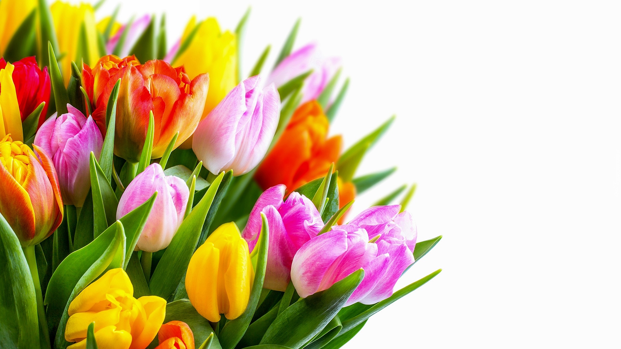 Kwiaty, Bukiet, Kolorowe, Tulipany, Białe, Tło