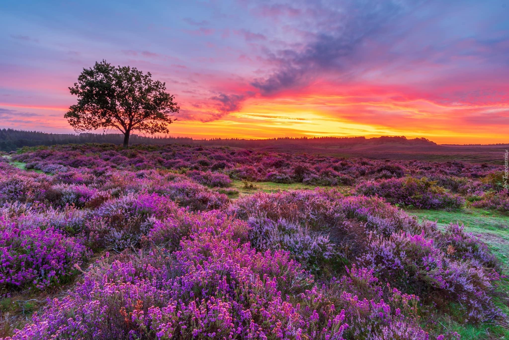 Wschód słońca, Wrzosy, Wrzosowisko, Drzewo, Southampton, Park Narodowy New Forest, Anglia, Wielka Brytania