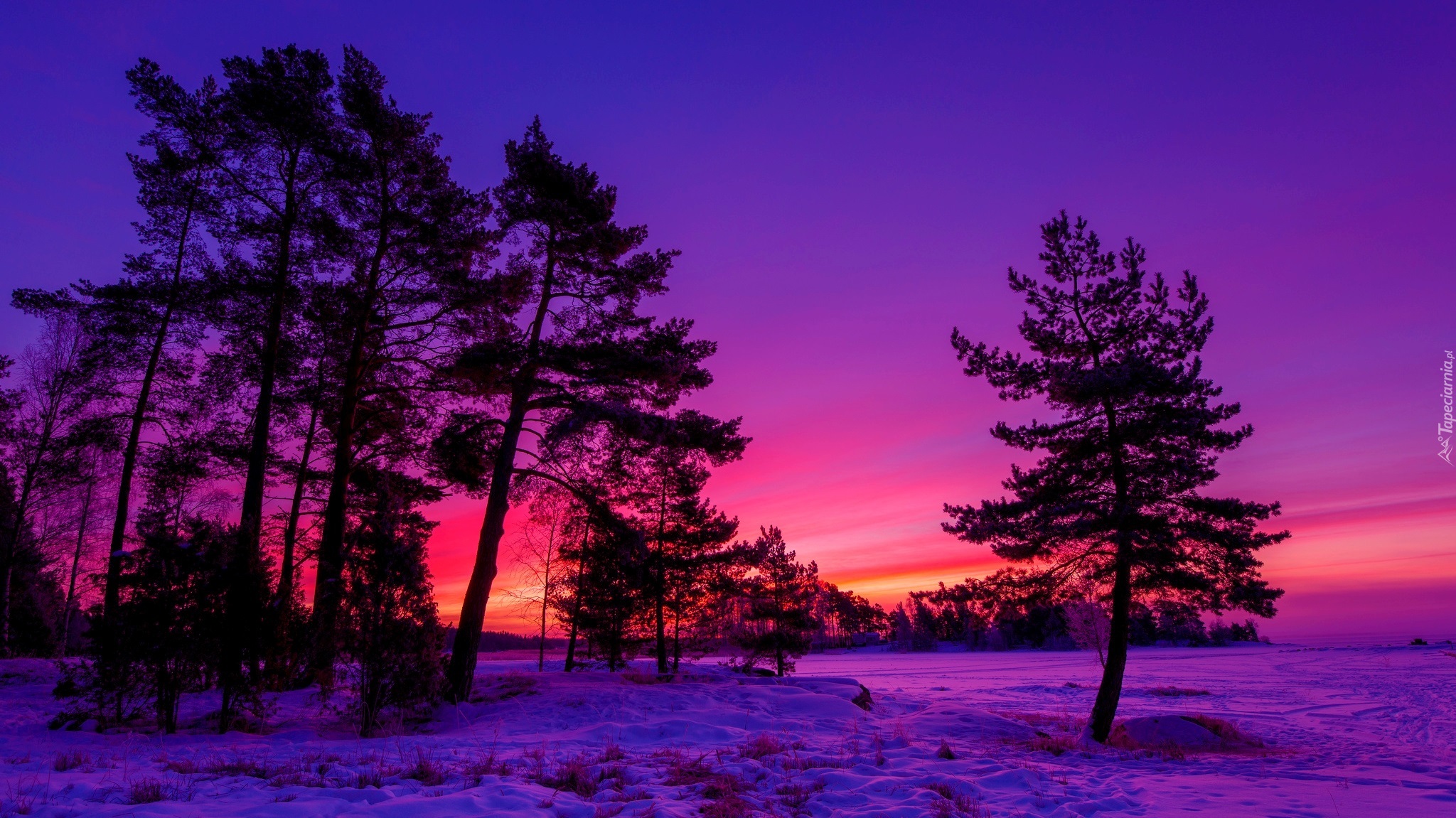 Zachód słońca, Zima, Drzewa