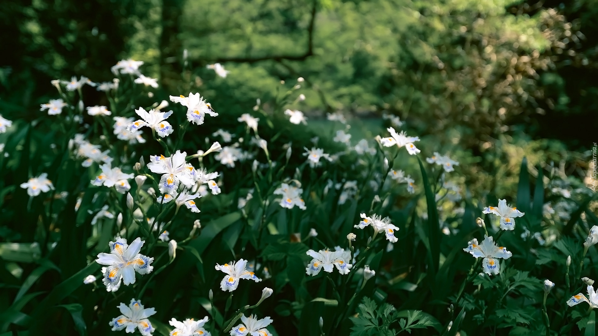 Białe, Kwiaty, Irysy, Kosaciec japoński