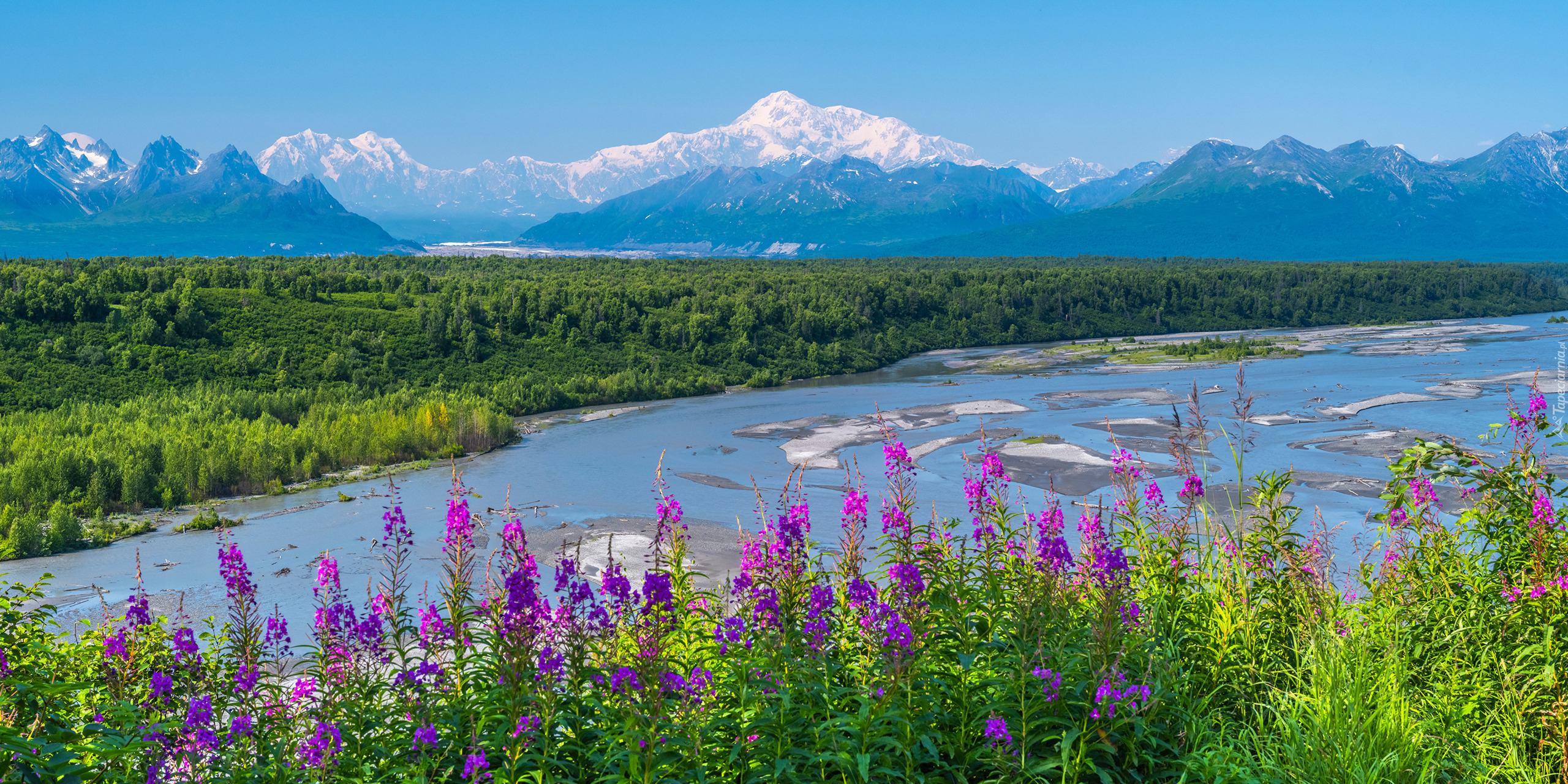 Stany Zjednoczone, Stan Alaska, Park Narodowy Denali, Góry, Kwiaty, Rzeka, Śnieg