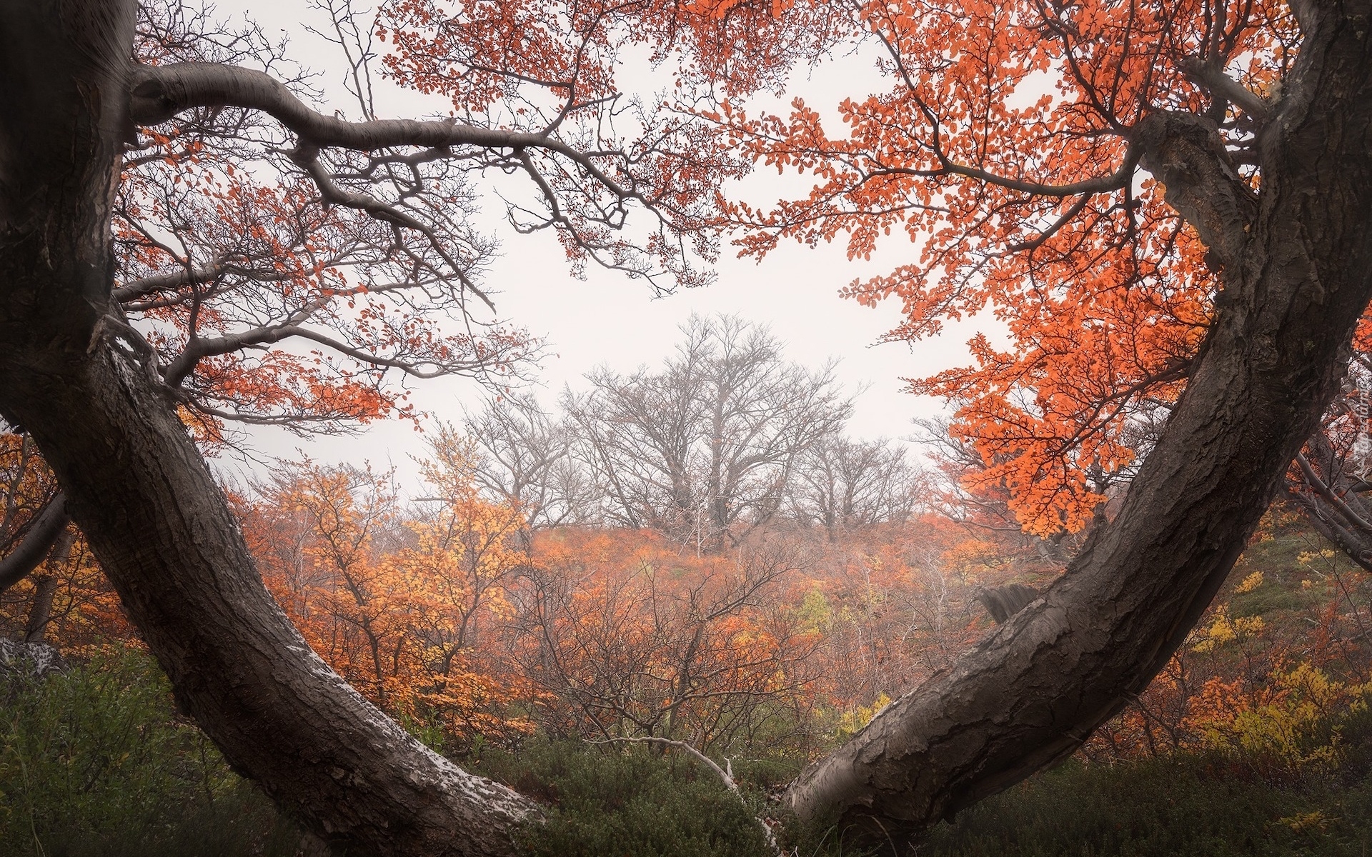 Jesień, Drzewa, Pnie, Mgła