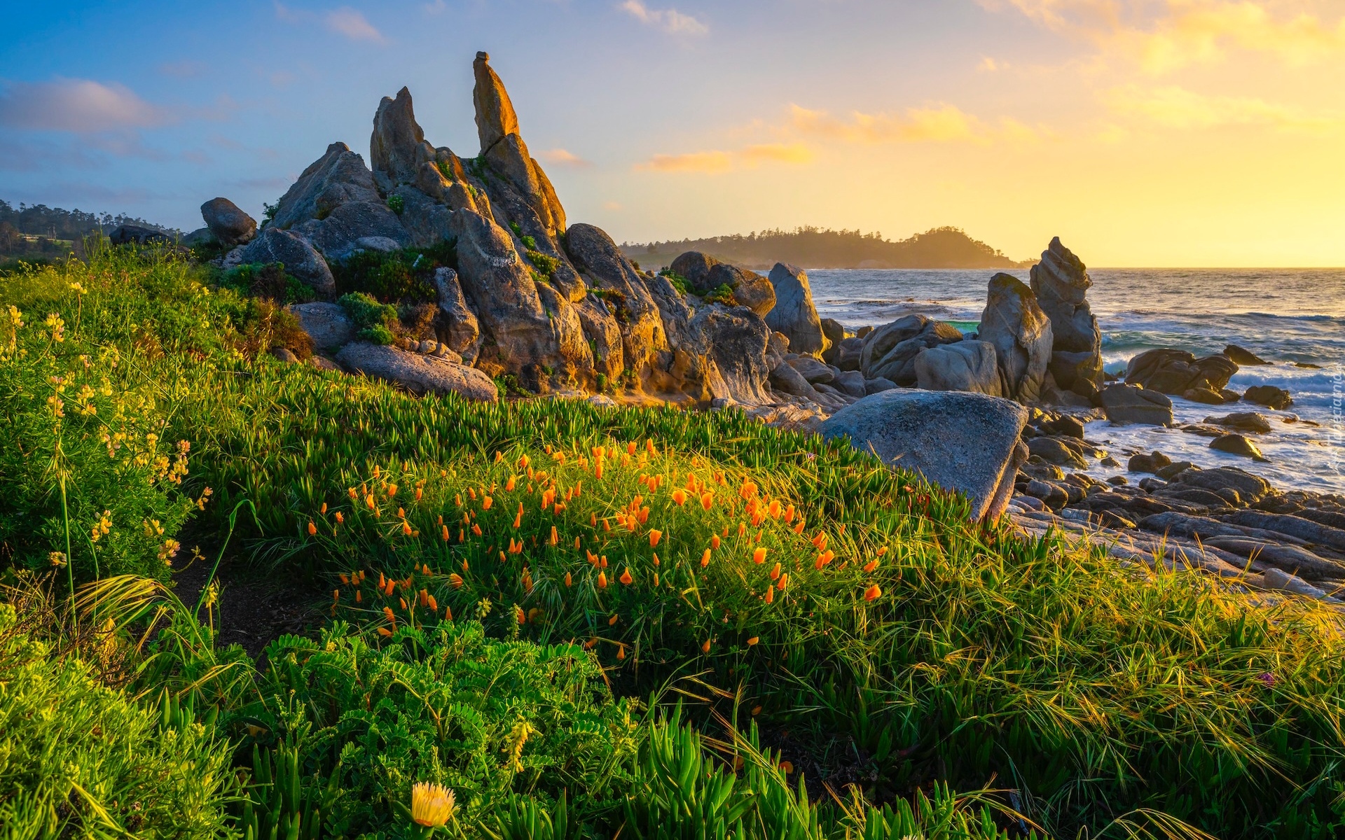 Morze, Skały, Łąka, Kwiaty Stany Zjednoczone, Kalifornia, Półwysep Monterey, Zatoka Carmel