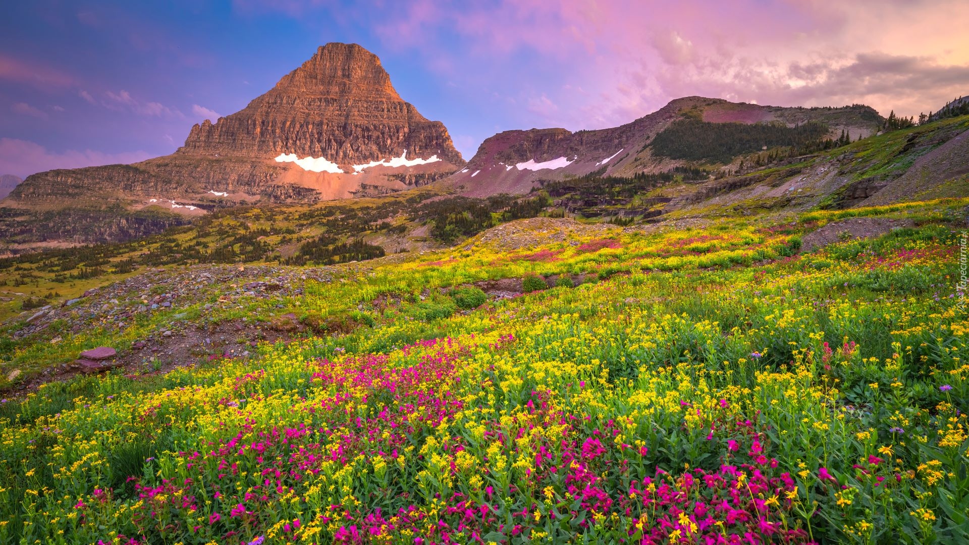 Park Narodowy Glacier, Polana, Kwiaty, Góra, Mount Reynolds, Łąka, Niebo, Montana, Stany Zjednoczone