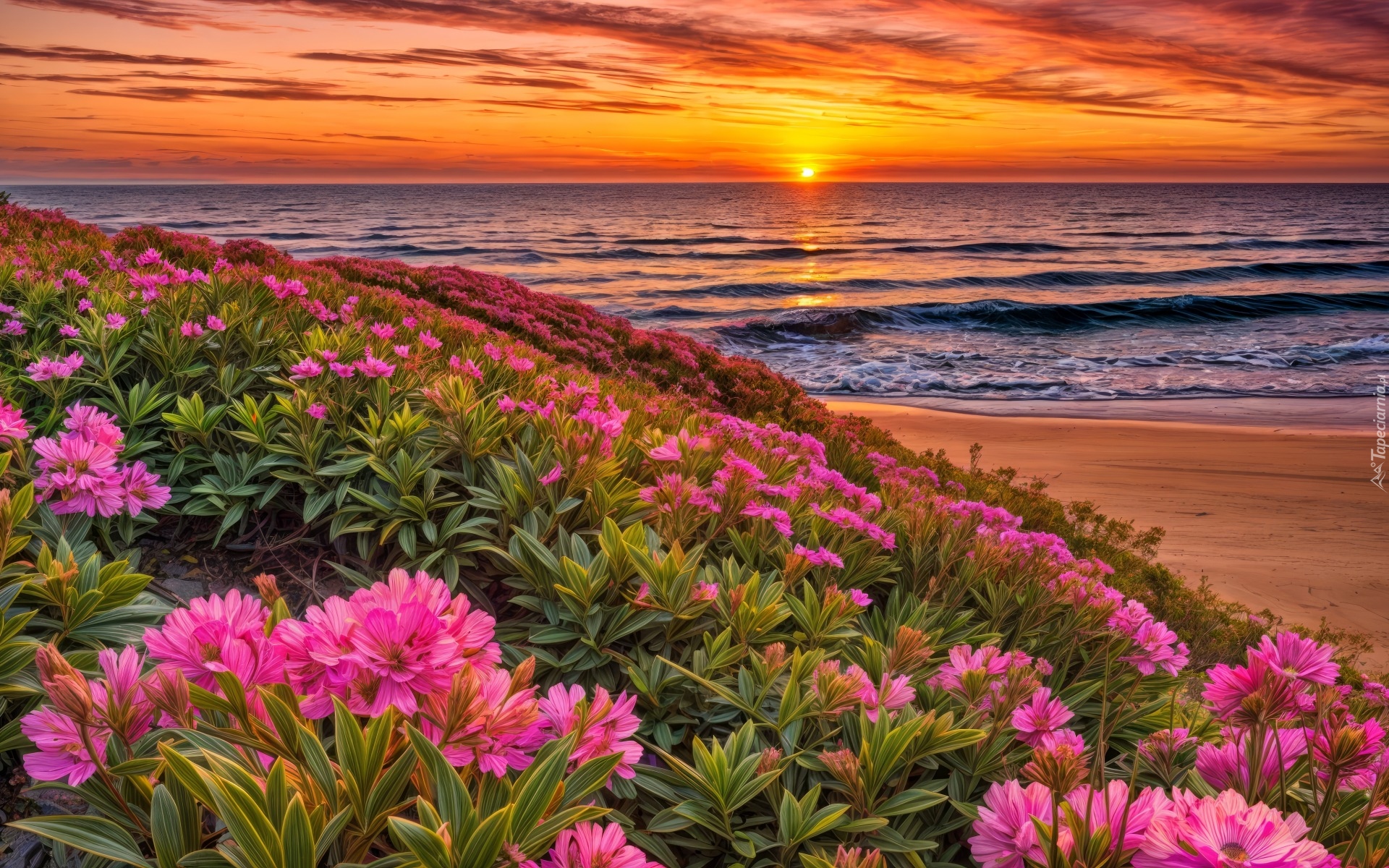Kwiaty, Plaża, Morze, Zachód słońca