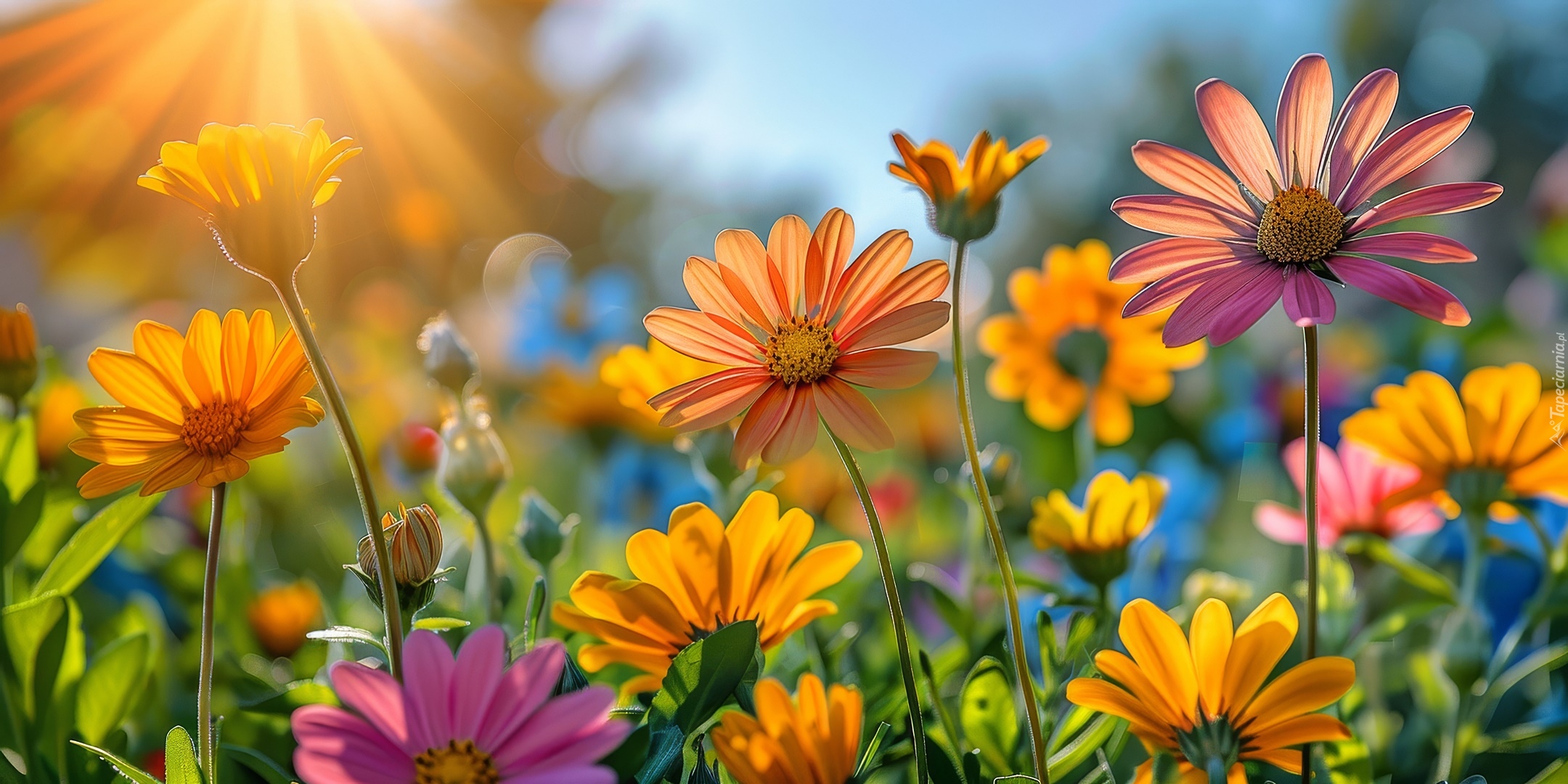 Kwiaty, Kolorowe, Promienie słońca, Grafika