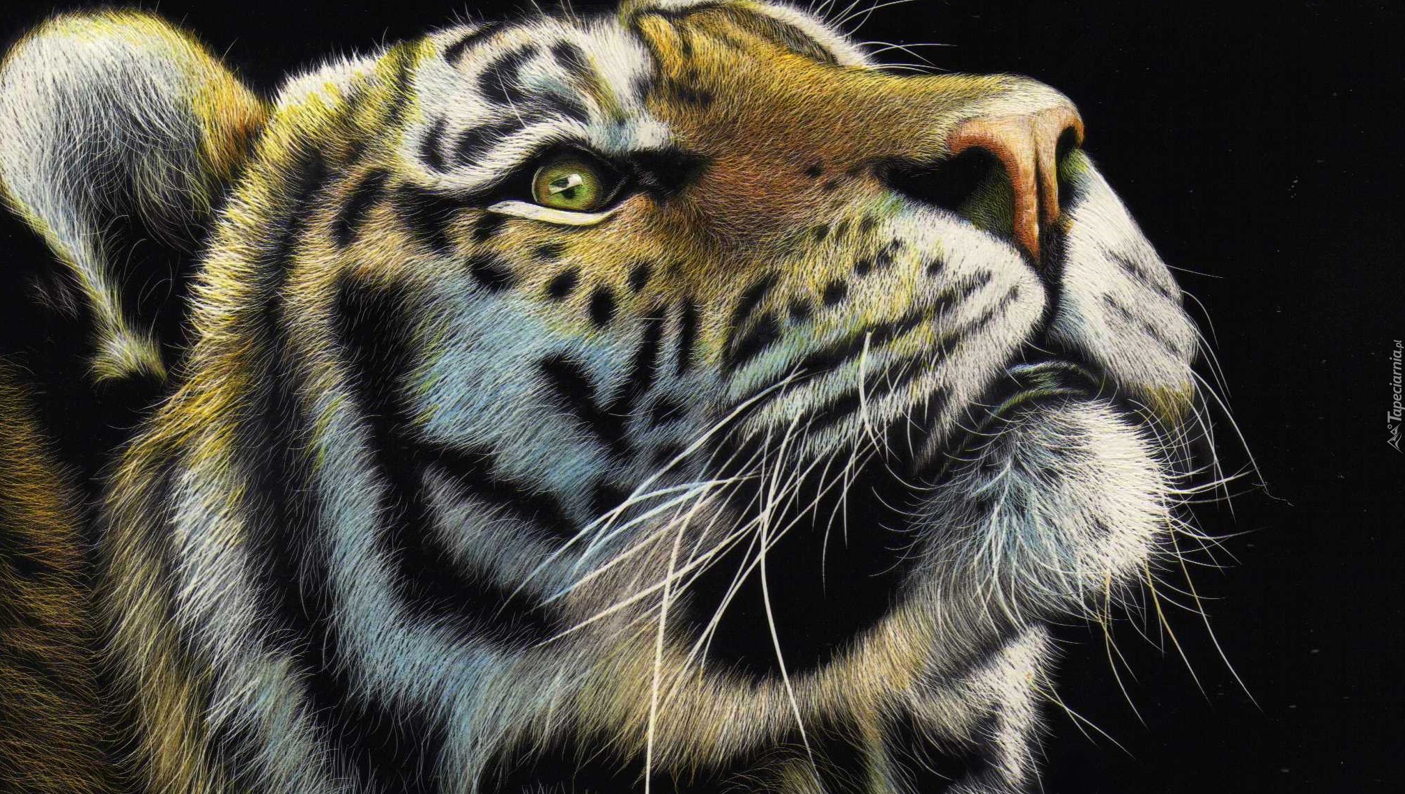 Tygrys, Paintography