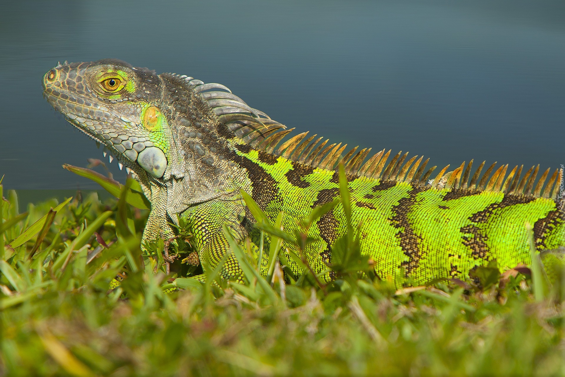 Legwan, Jaszczurka, Iguana