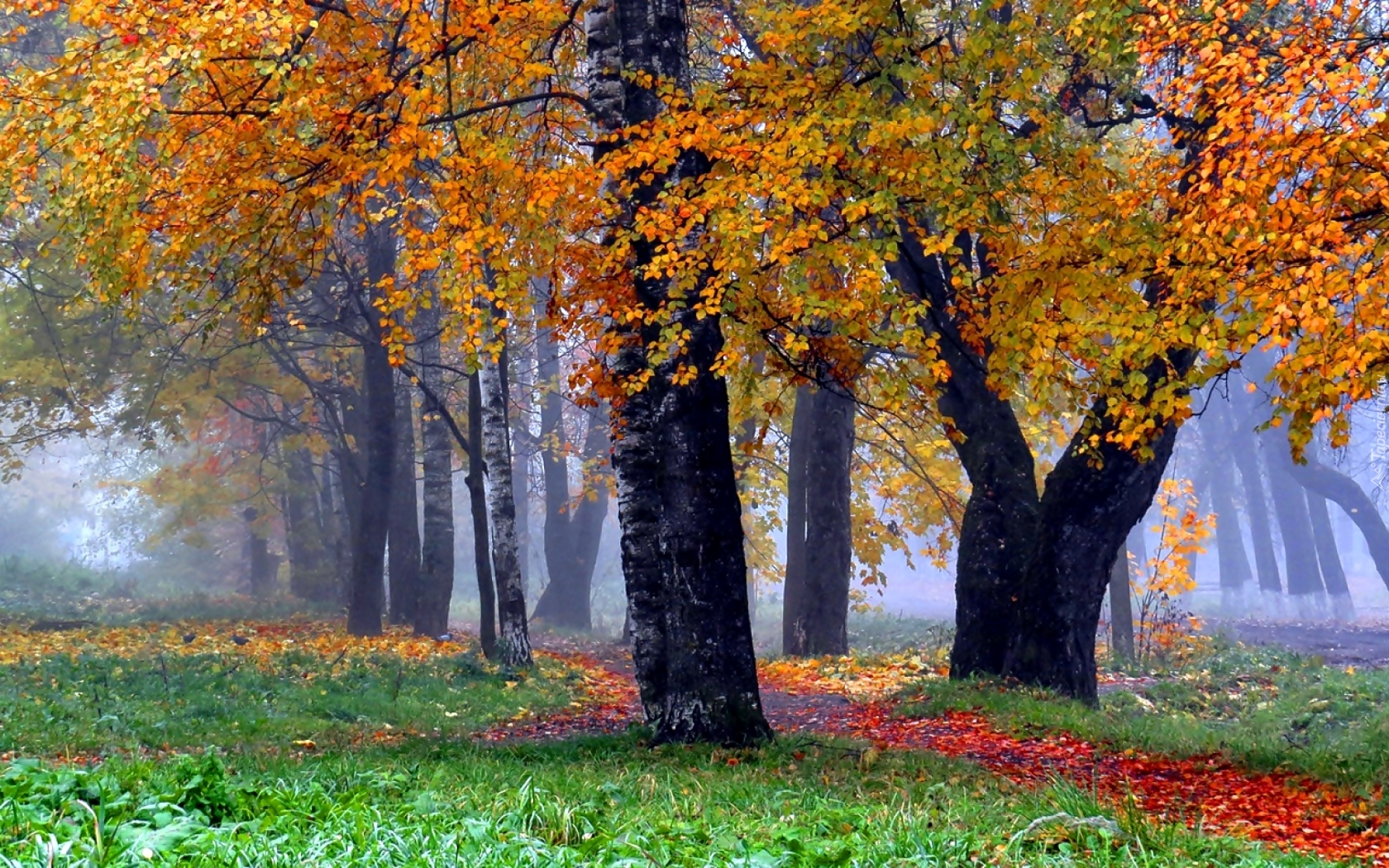 Las, Drzewa, Liście, Ścieżka, Mgła, Jesień