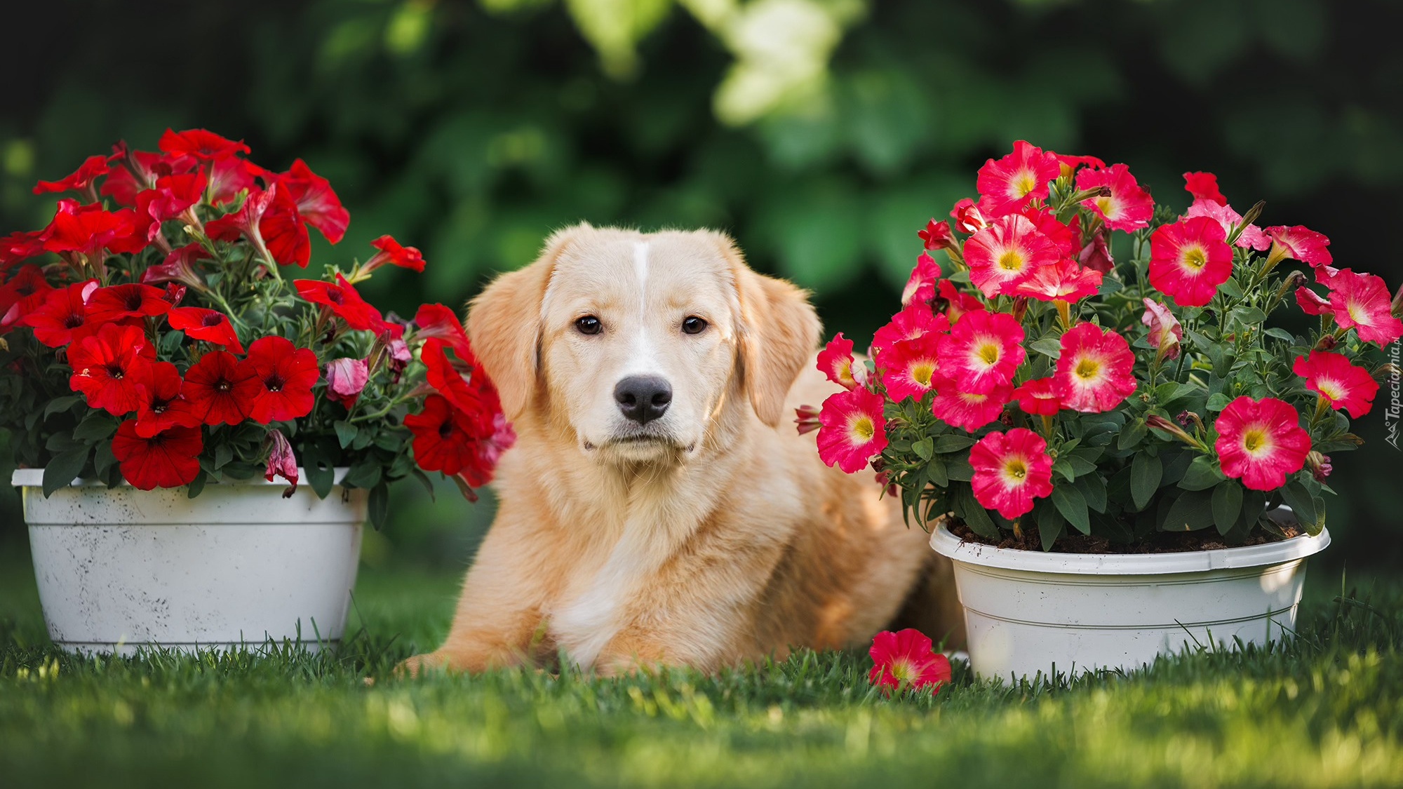 Pies, Golden retriever, Kwiaty, Petunie