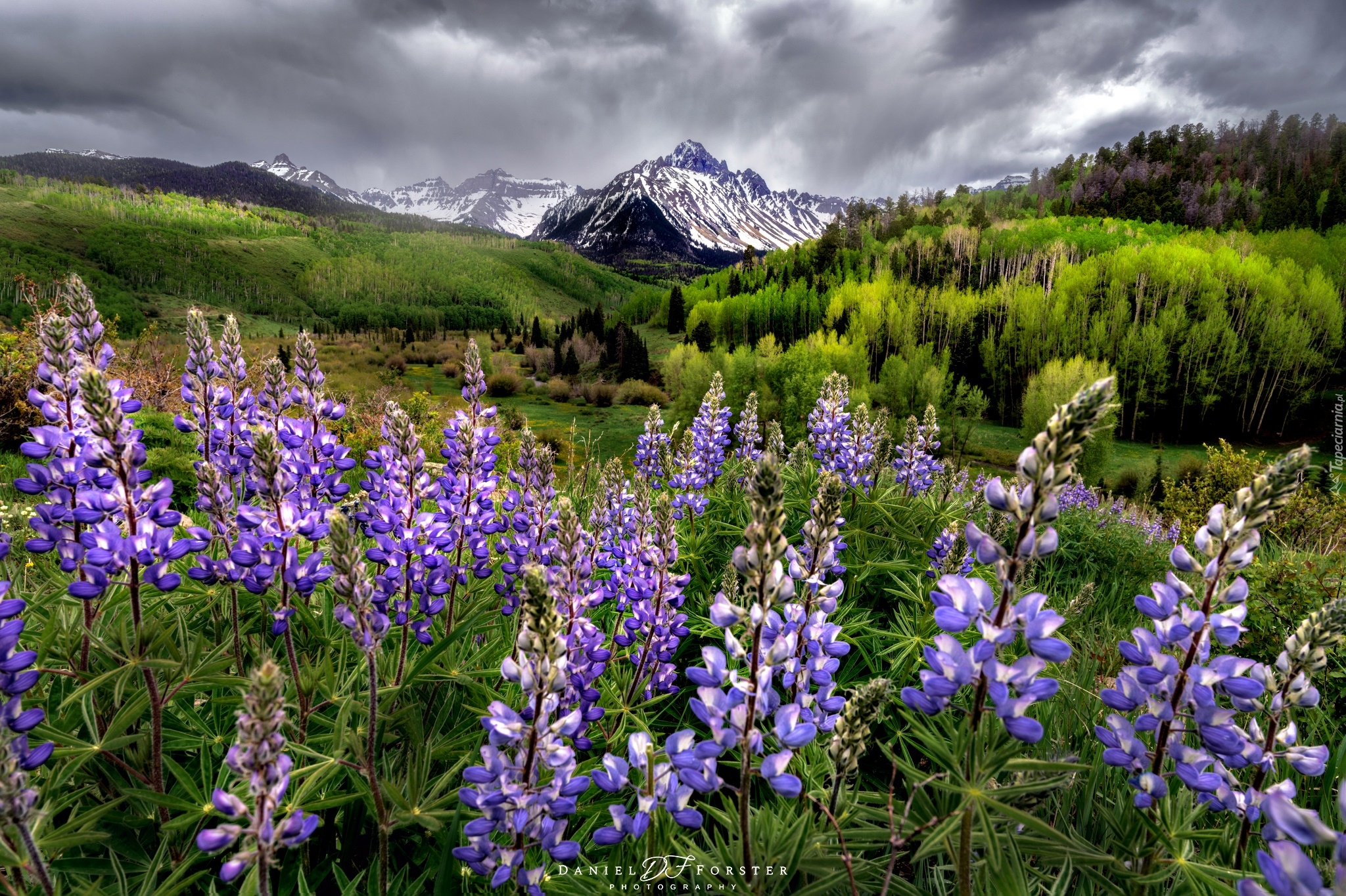 Park Narodowy Mount Rainier, Góry, Tatoosh Range, Łąka, Łubin, Stan Waszyngton, Stany Zjednoczone