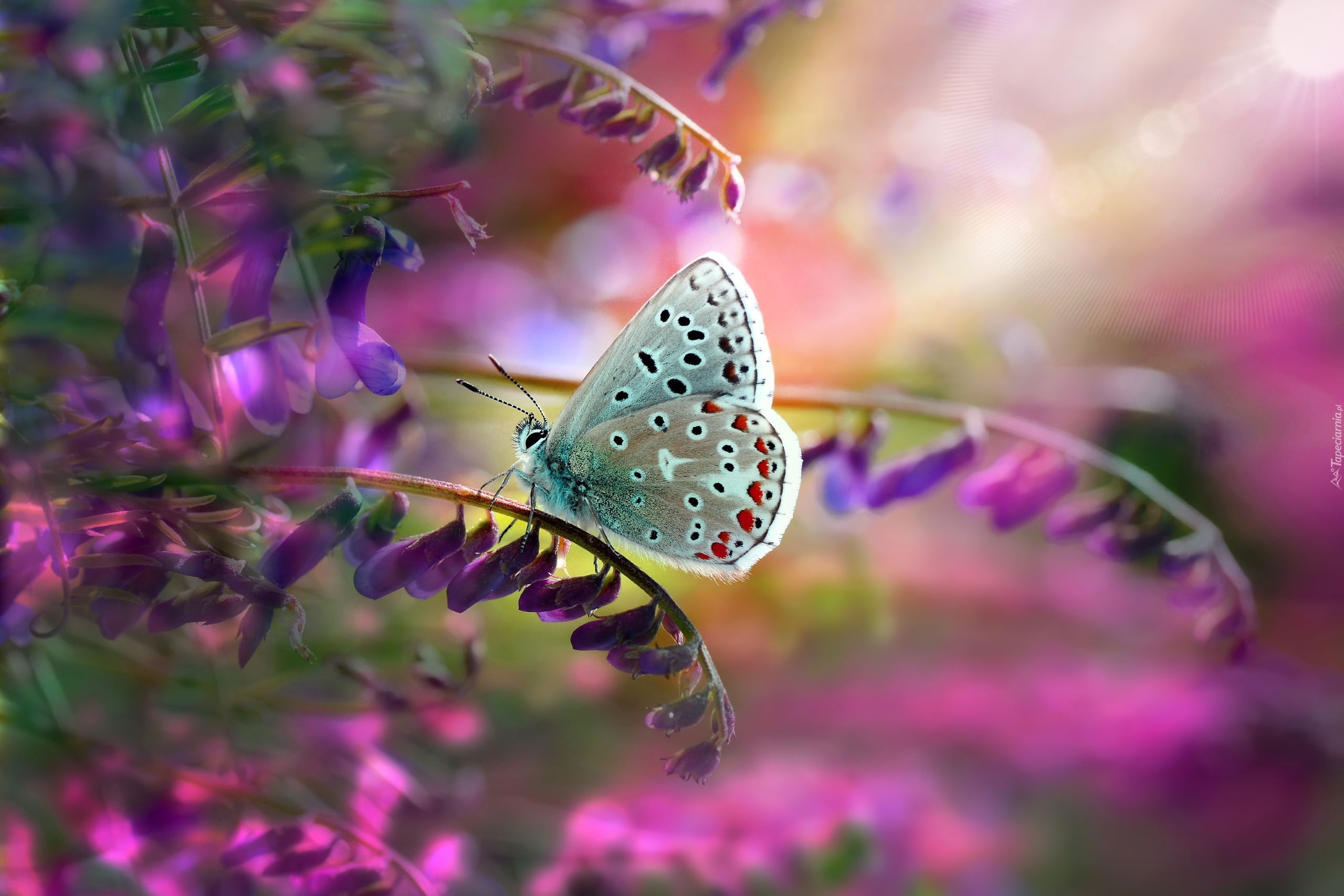 Motyl, Modraszek ikar, Kwiaty