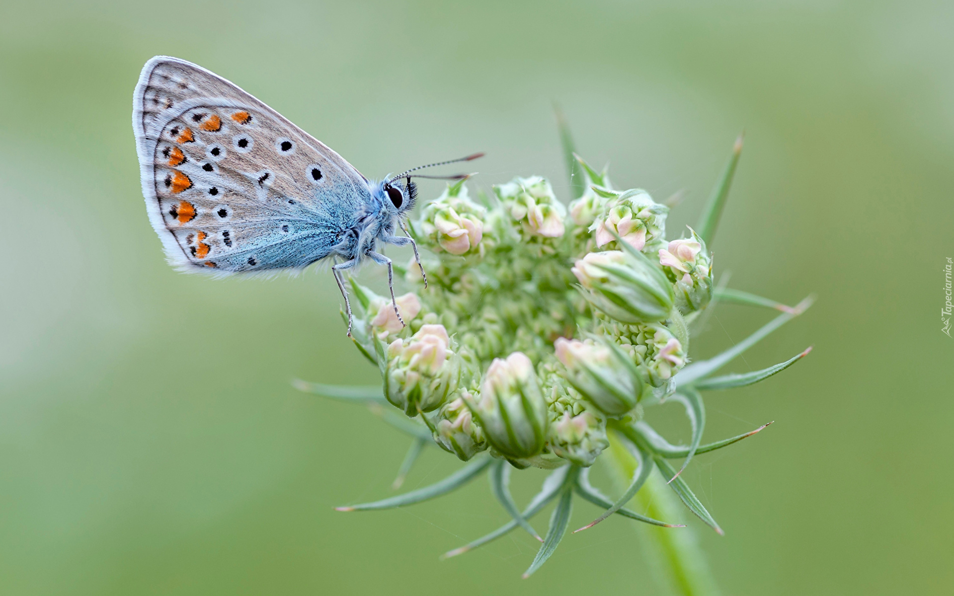 Owad, Motyl, Modraszek ikar, Roślina, Zbliżenie