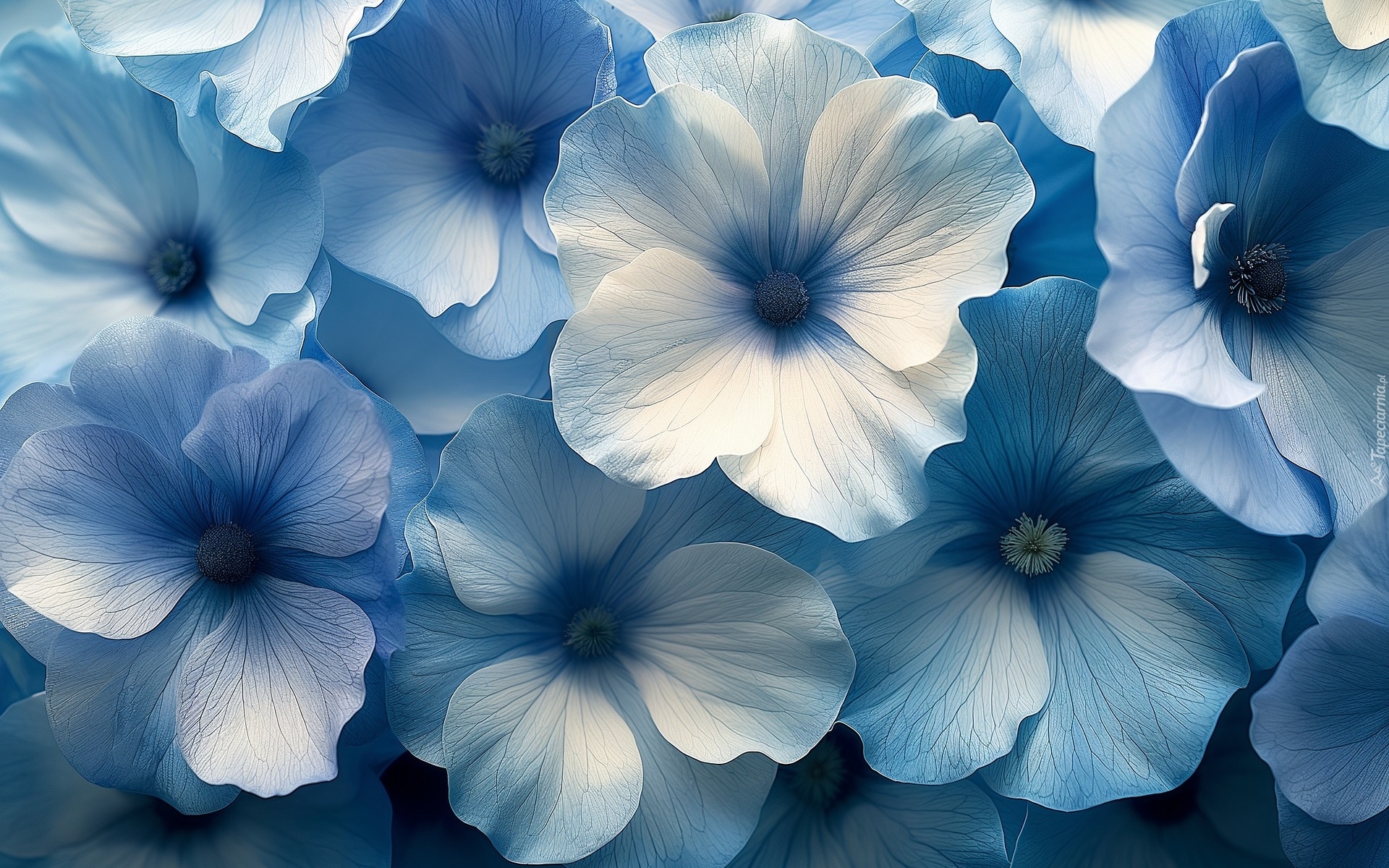 Kwiaty, Niebieskie, Płatki, Zbliżenie, Grafika