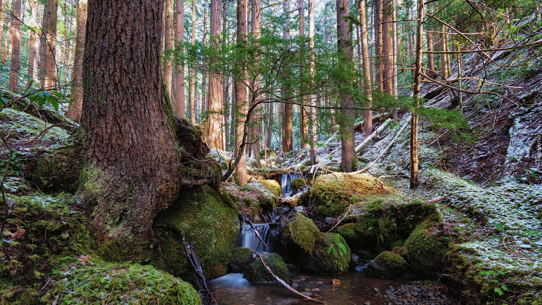 Las, Drzewa, Skarpa, Omszałe, Kamienie, Potok