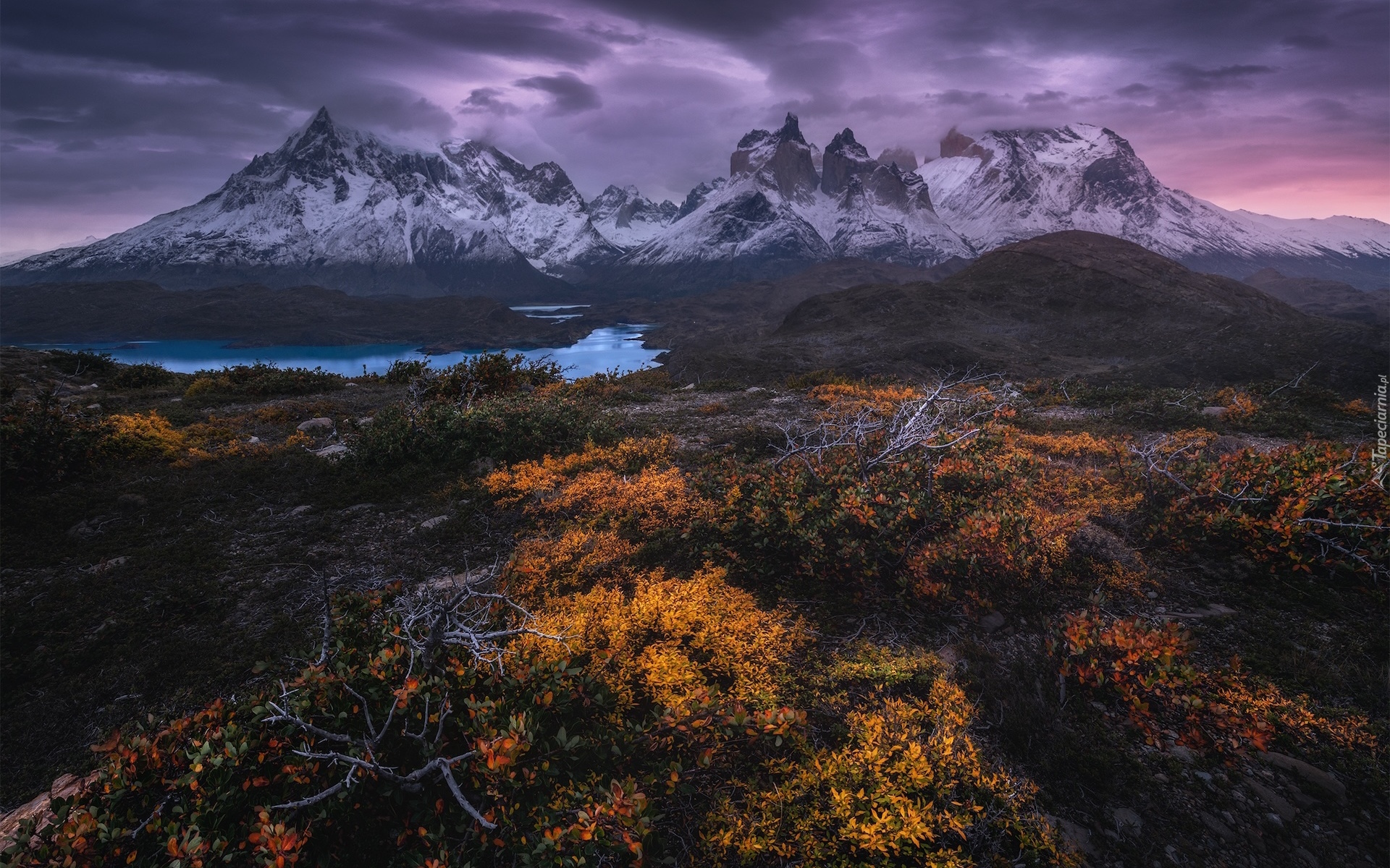 Chile, Patagonia, Park Narodowy Torres del Paine, Góry, Jesień, Roślinność