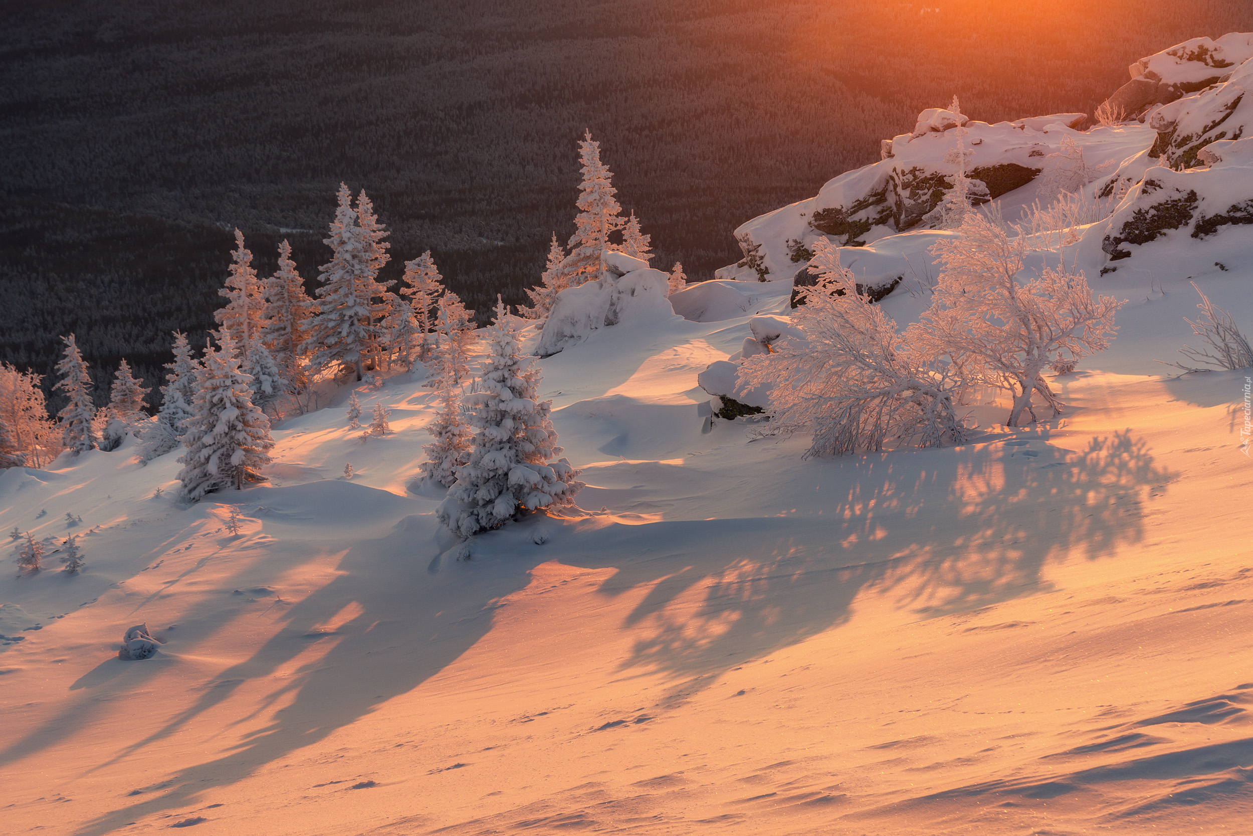 Zimą, Drzewa, Śnieg, Blask słońca