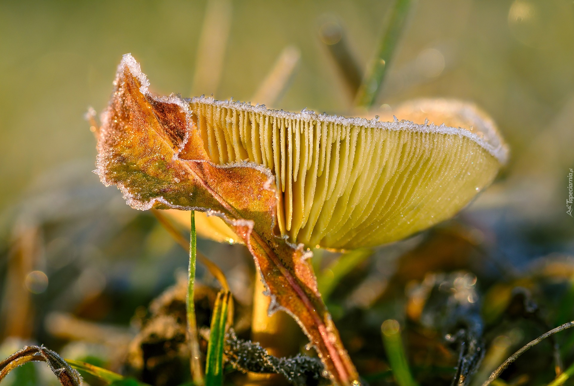 Grzyb, Russula, Gołąbek, Makro