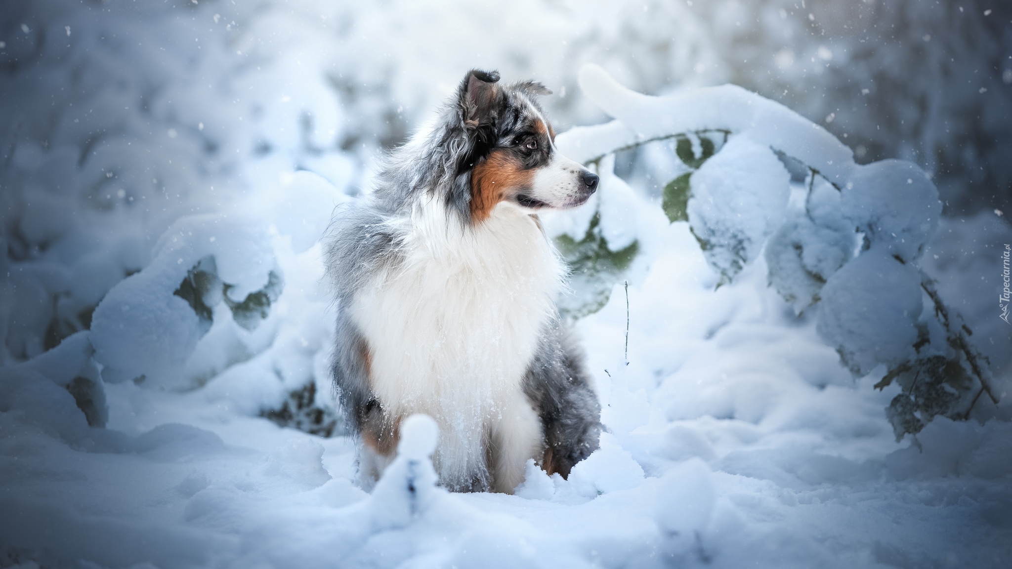 Pies, Owczarek australijski, Rośliny, Śnieg, Zima