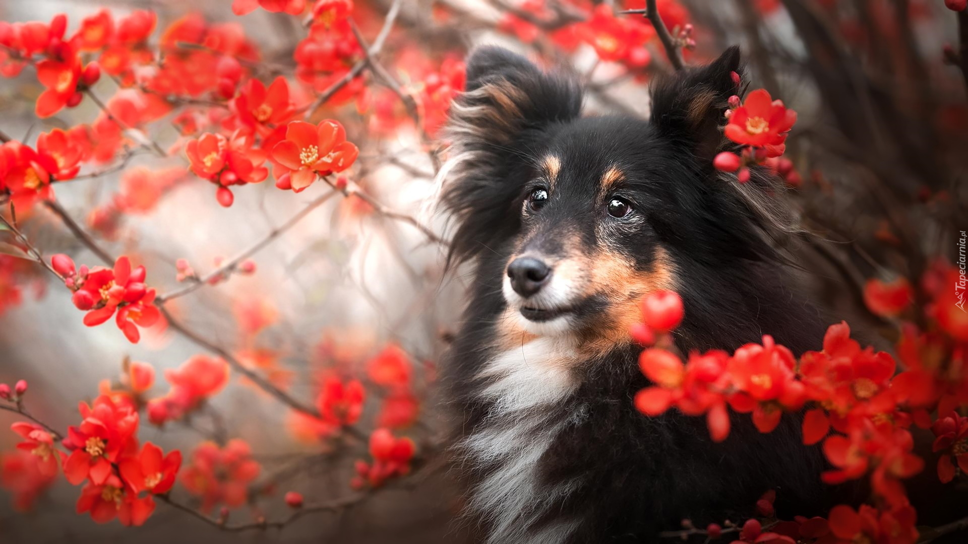 Pies, Owczarek szetlandzki, Czerwone, Kwiaty