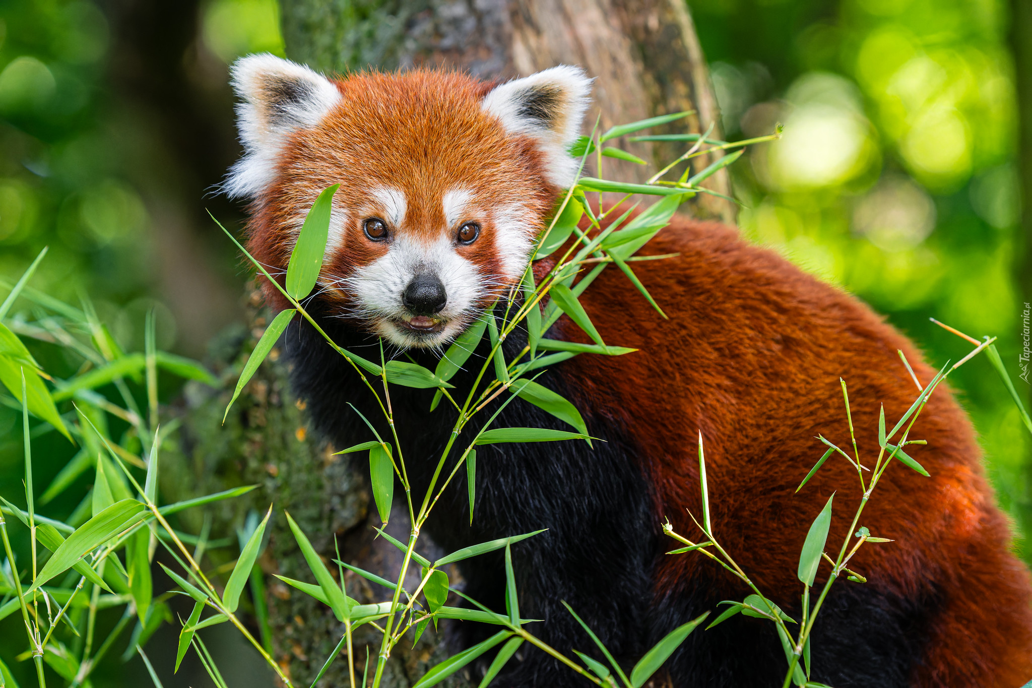 Pandka ruda, Gałęzie, Listki