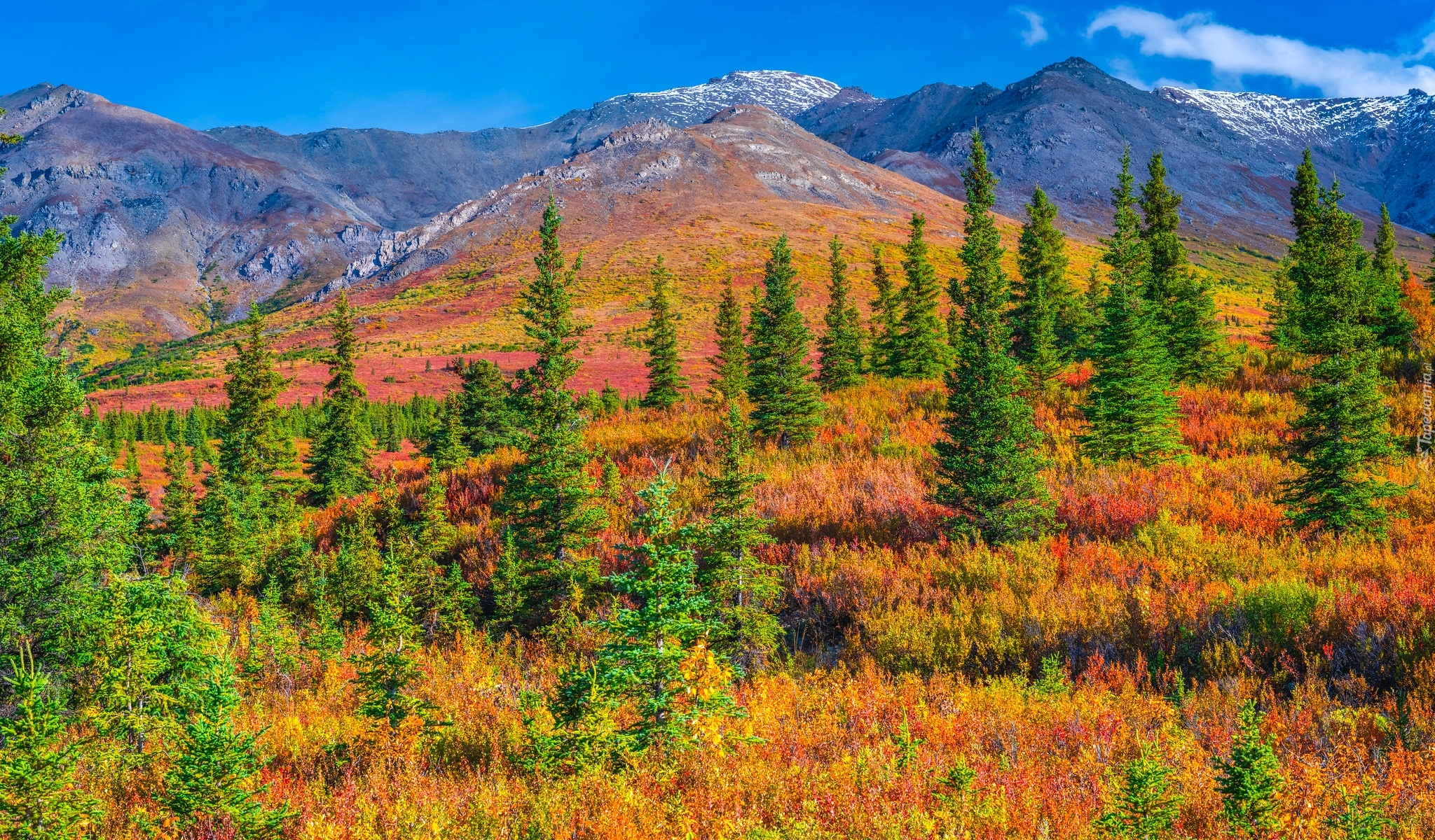 Stany Zjednoczone, Alaska, Park Narodowy Denali, Góry, Jesień, Drzewa