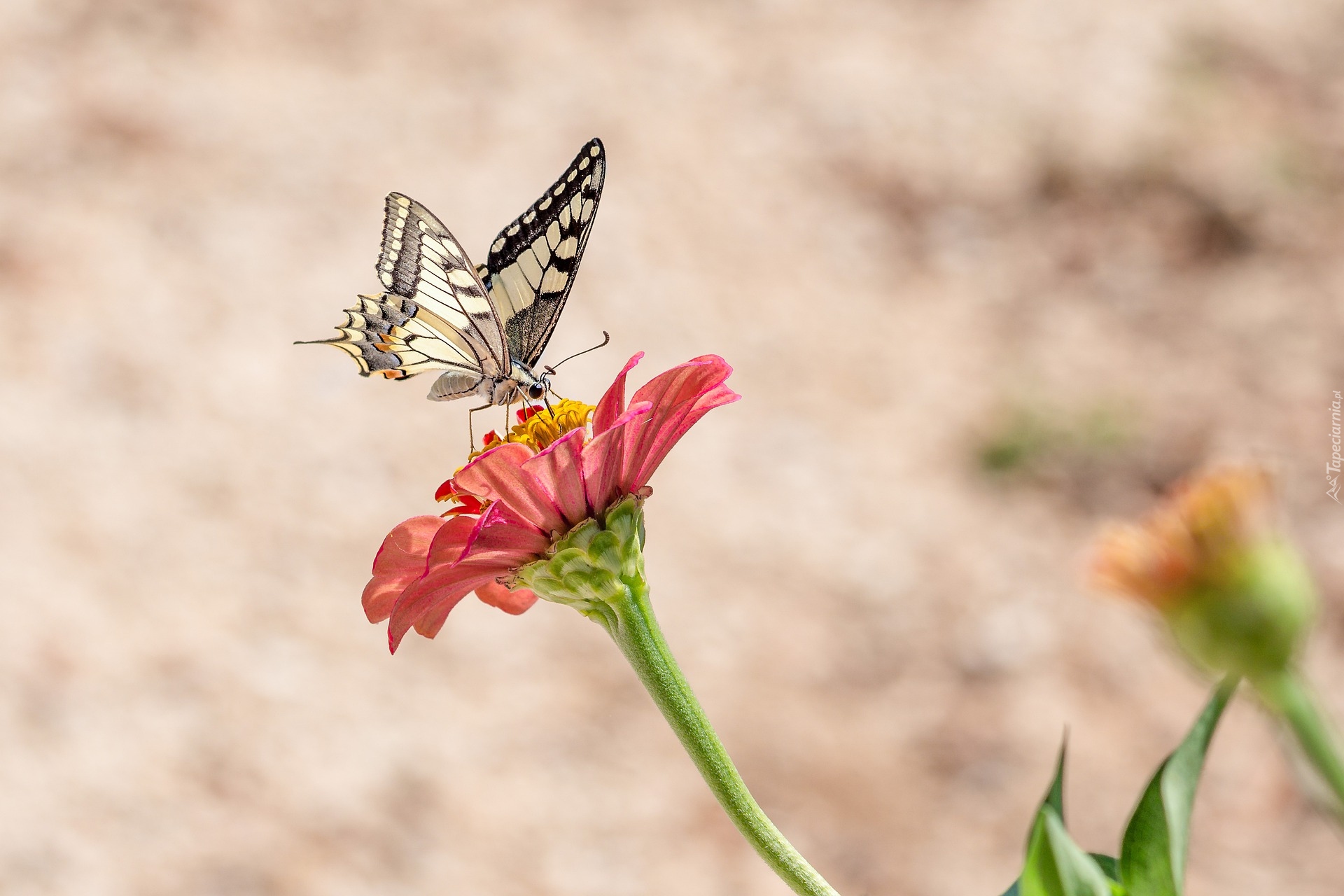 Motyl, Paź królowej, Kwiat, Cynia