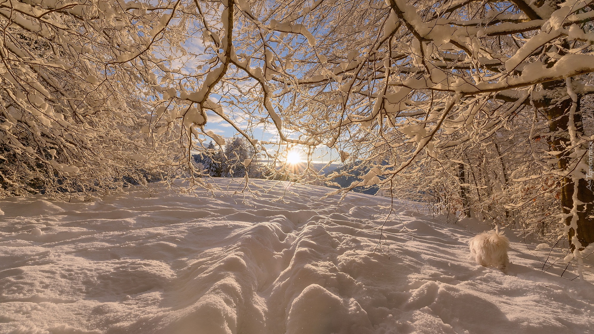 Zima, Śnieg, Promienie słońca, Drzewa, Ośnieżone, Gałęzie, Pies