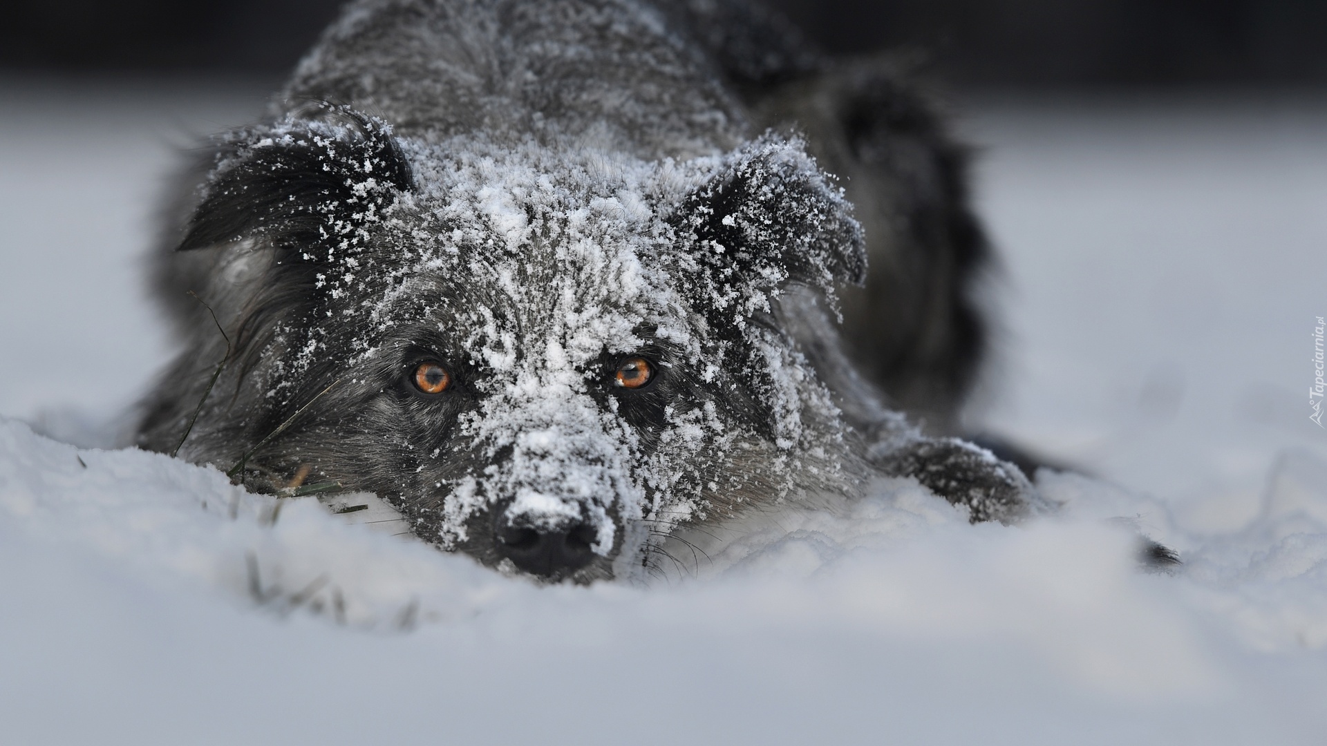 Pies, Śnieg, Ośnieżona, Mordka