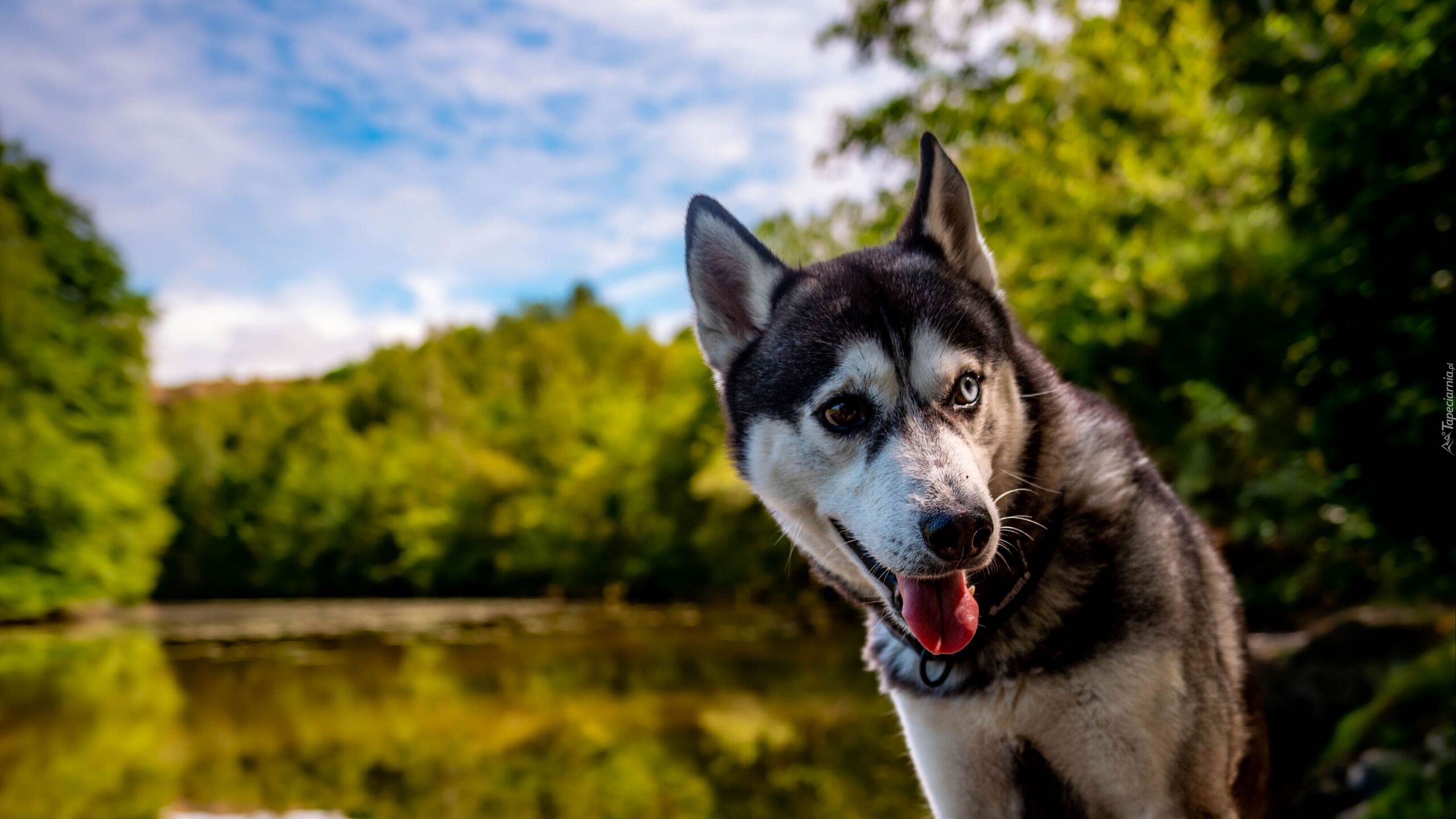 Pies, Kolorowe, Oczy, Heterochromia