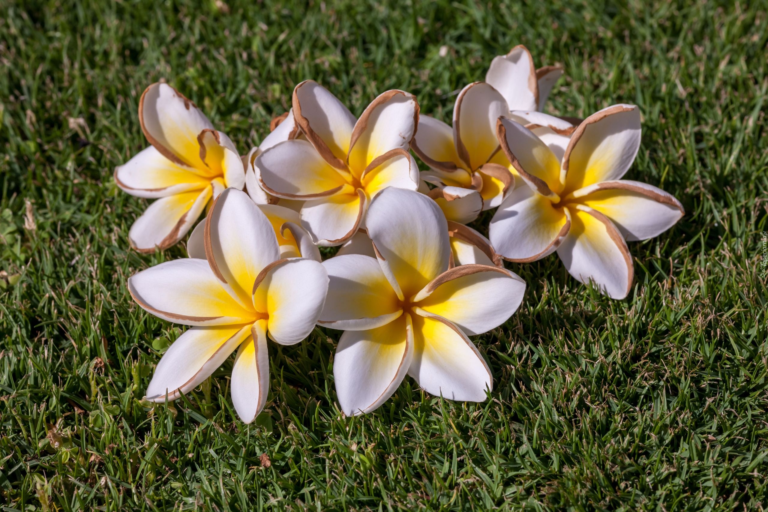 Kwiaty, Plumeria, Trawa