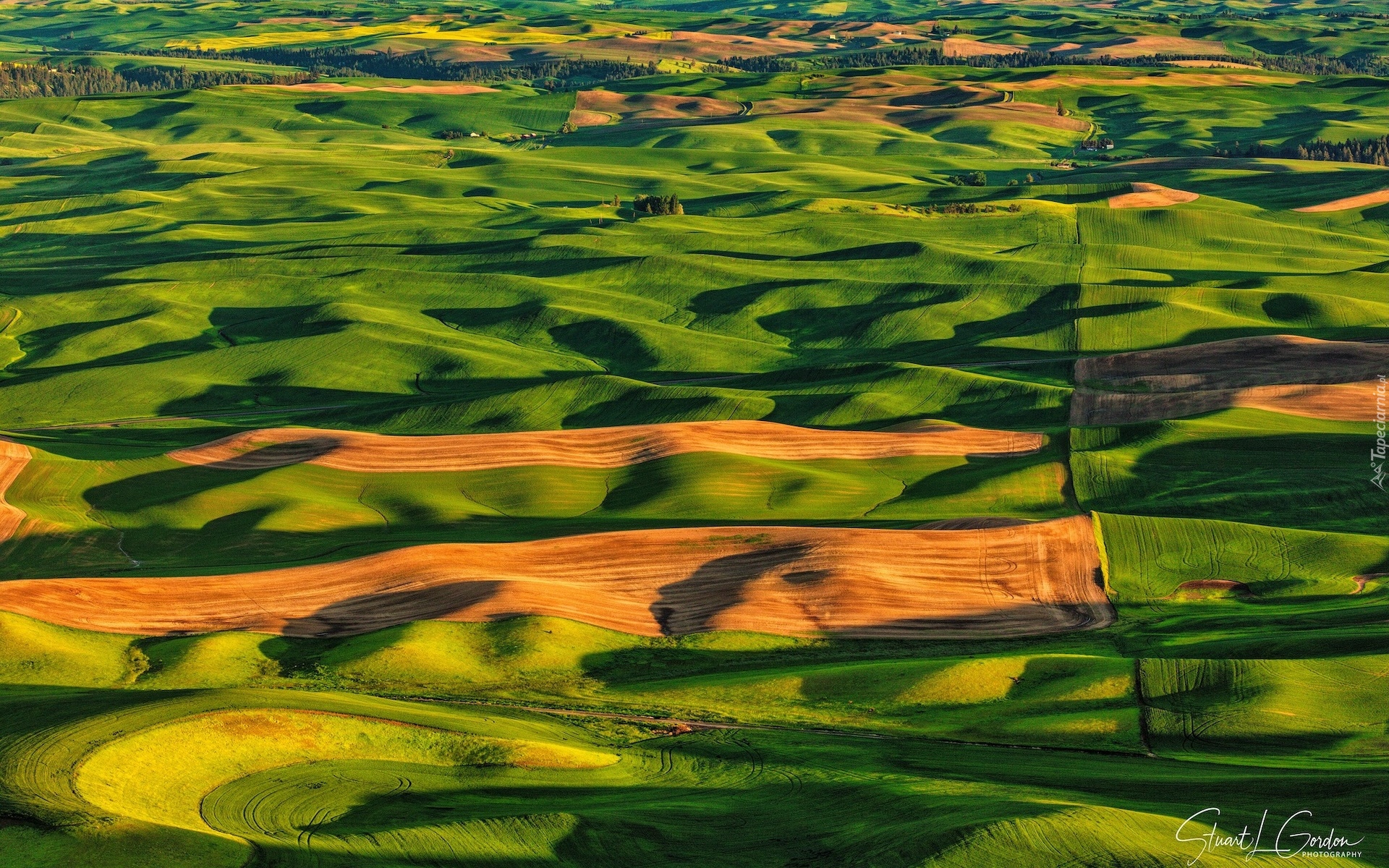 Stany Zjednoczone, Stan Waszyngton, Palouse, Wzgórza, Pola, Łąki