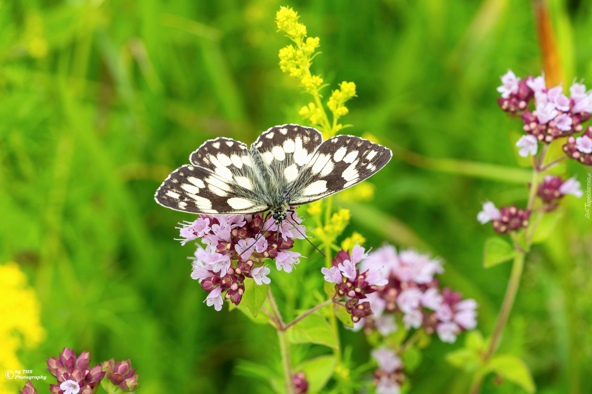 Owad, Motyl, Polowiec szachownica, Kolorowe, Kwiaty