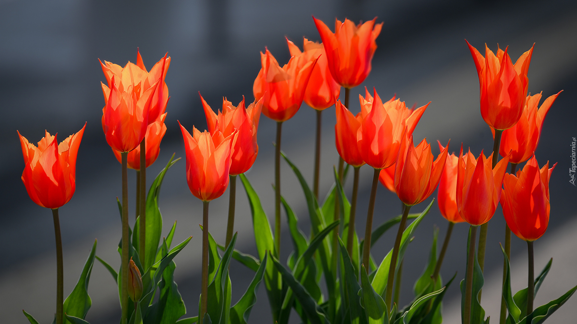 Pomarańczowo-czerwone tulipany w zbliżeniu