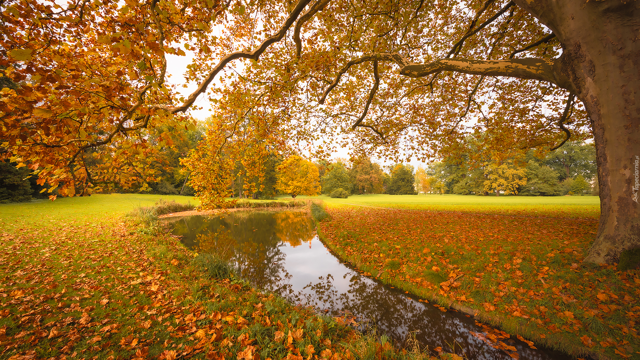 Park, Staw, Polana, Drzewa, Jesień