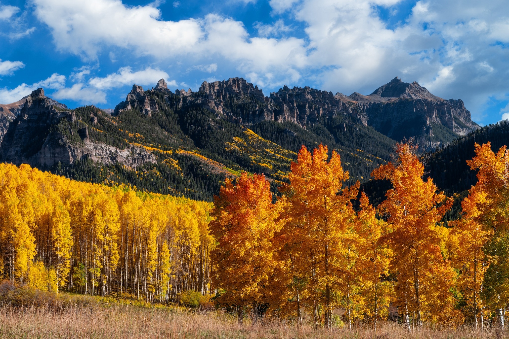 Stany Zjednoczone, Kolorado, Przełęcz, Owl Creek, Góry, San Juan Mountains, Pożółkłe, Drzewa, Topole, Osiki, Jesień