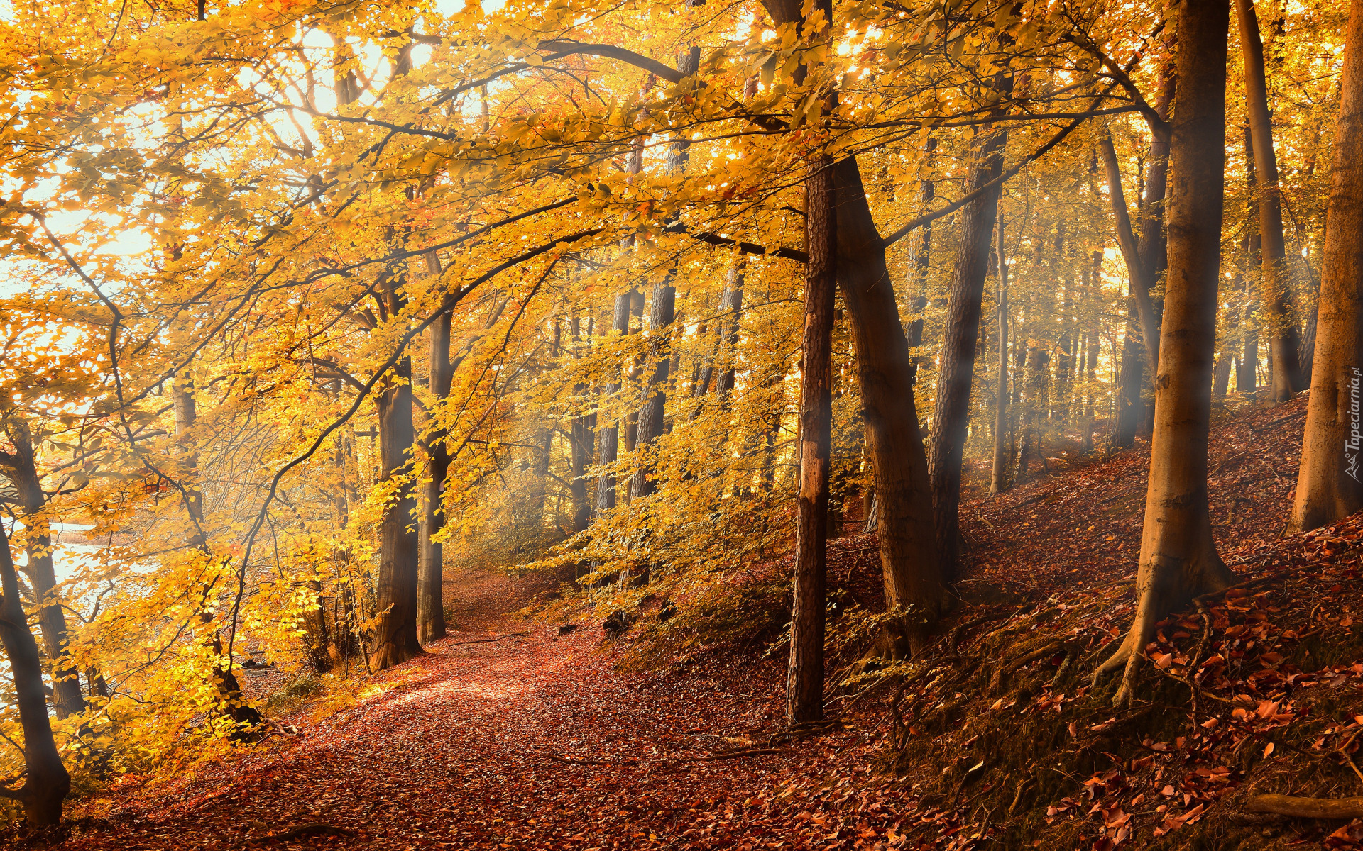 Jesień, Drzewa, Las, Gałęzie, Ścieżka, Liście