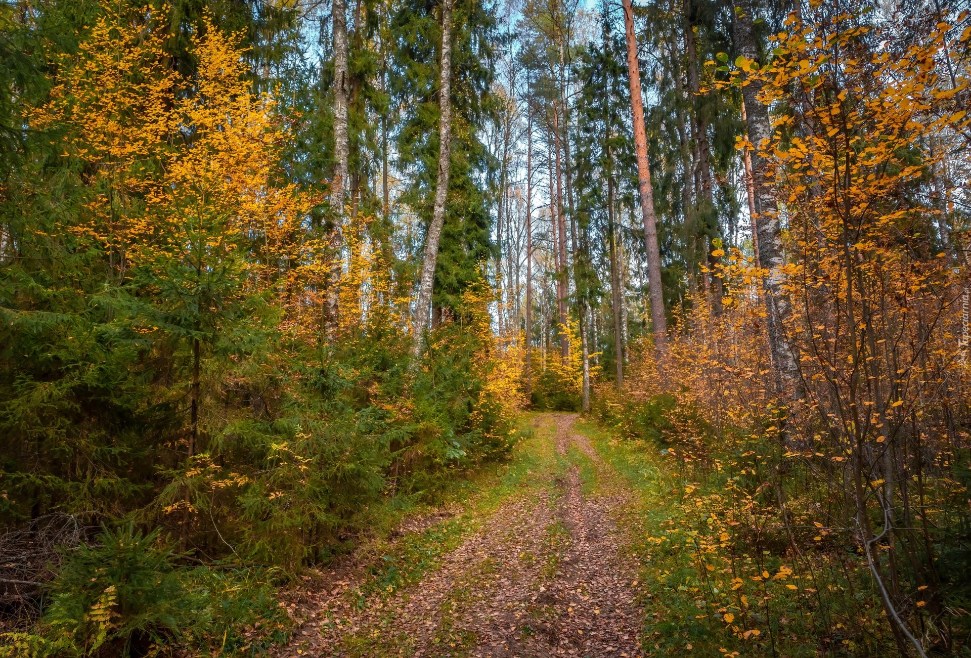 Las, Drzewa, Krzewy, Ścieżka, Liście, Jesień