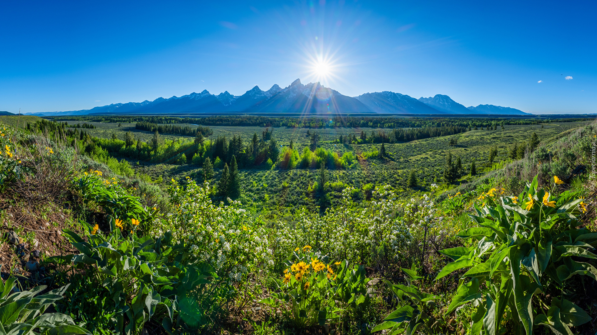 Stany Zjednoczone, Stan Wyoming, Park Narodowy Grand Teton, Góry, Słońce, Promienie, Kwiaty, Łąki