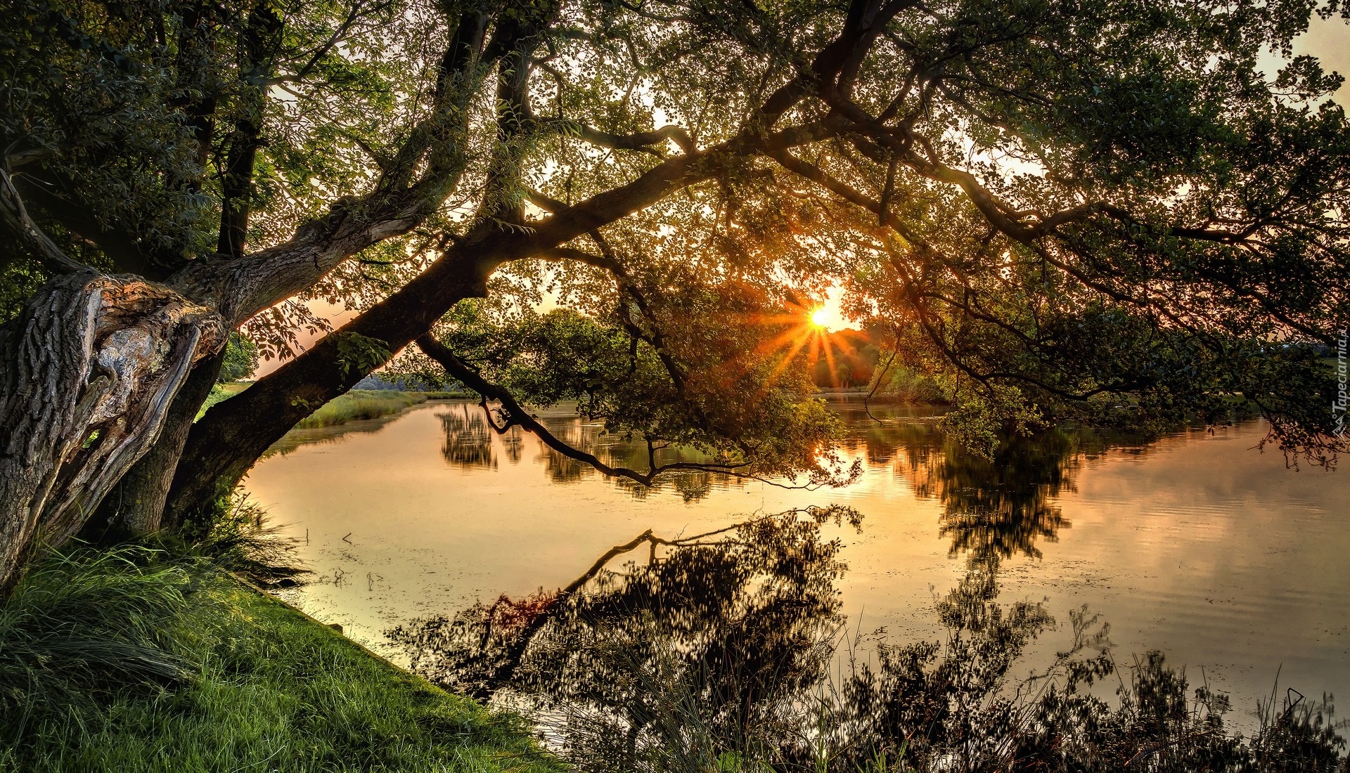 Rzeka, Promienie słońca, Drzewa