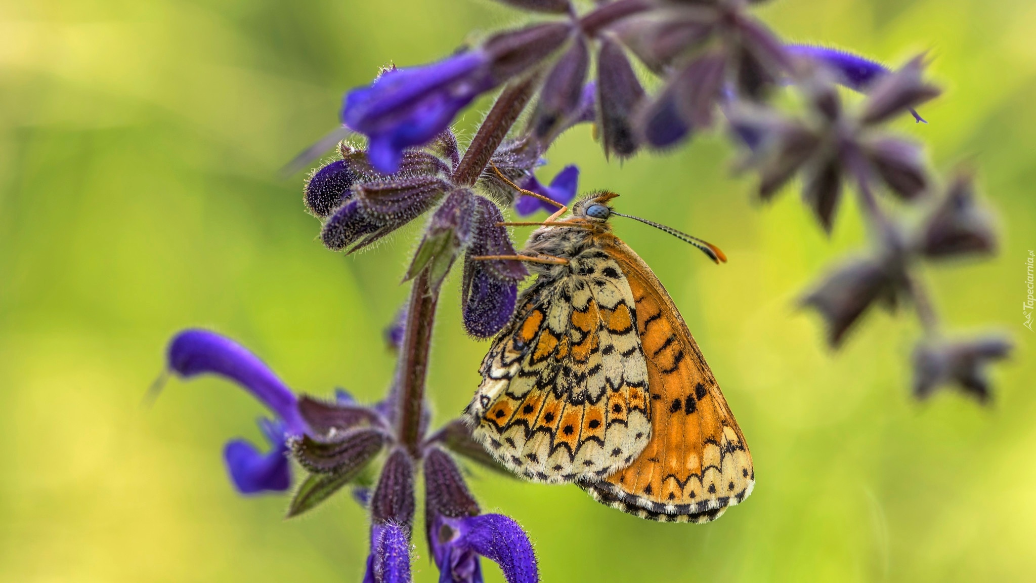 Motyl, Przeplatka cinksia, Kwiat, Roślina