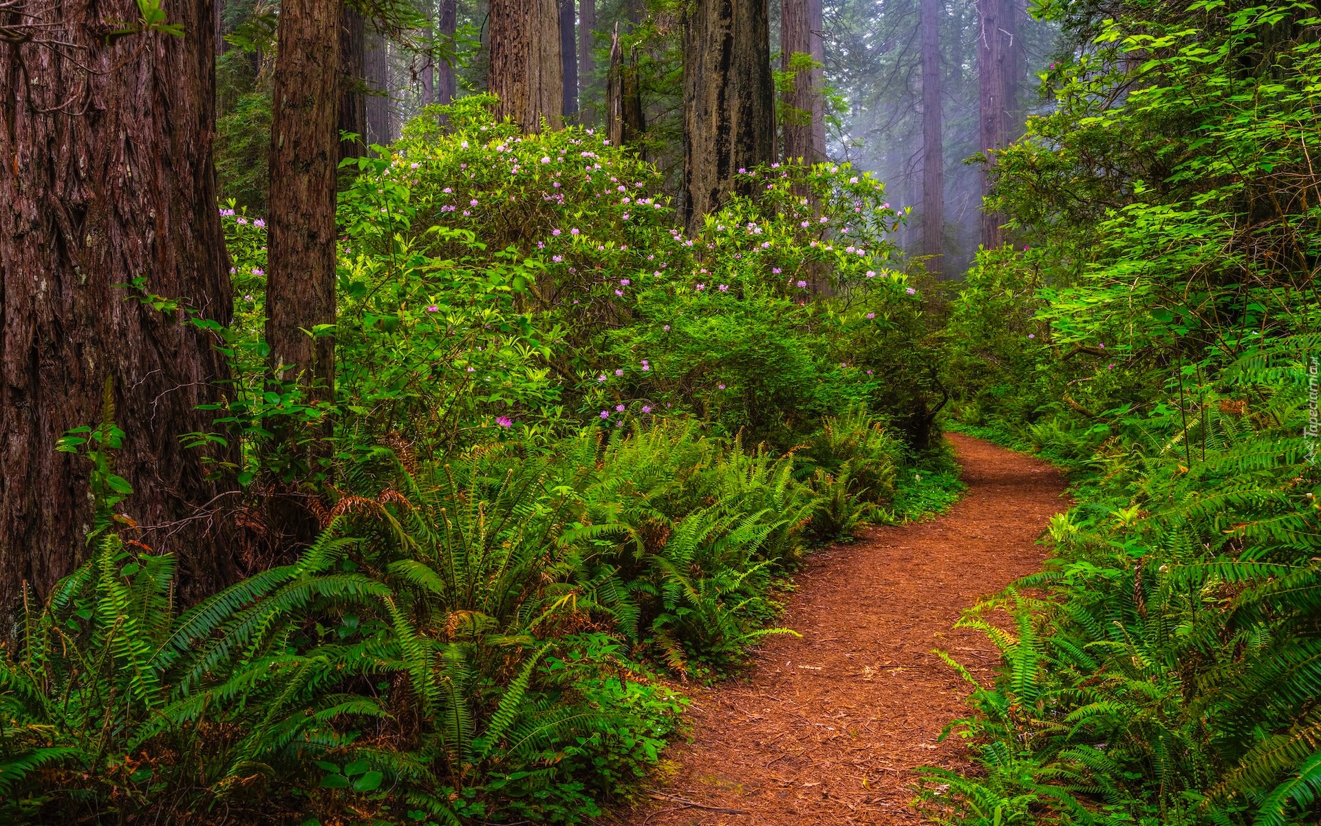 Stany Zjednoczone, Kalifornia, Park Narodowy Redwood, Drzewa, Paprocie, Ścieżka, Rododendrony