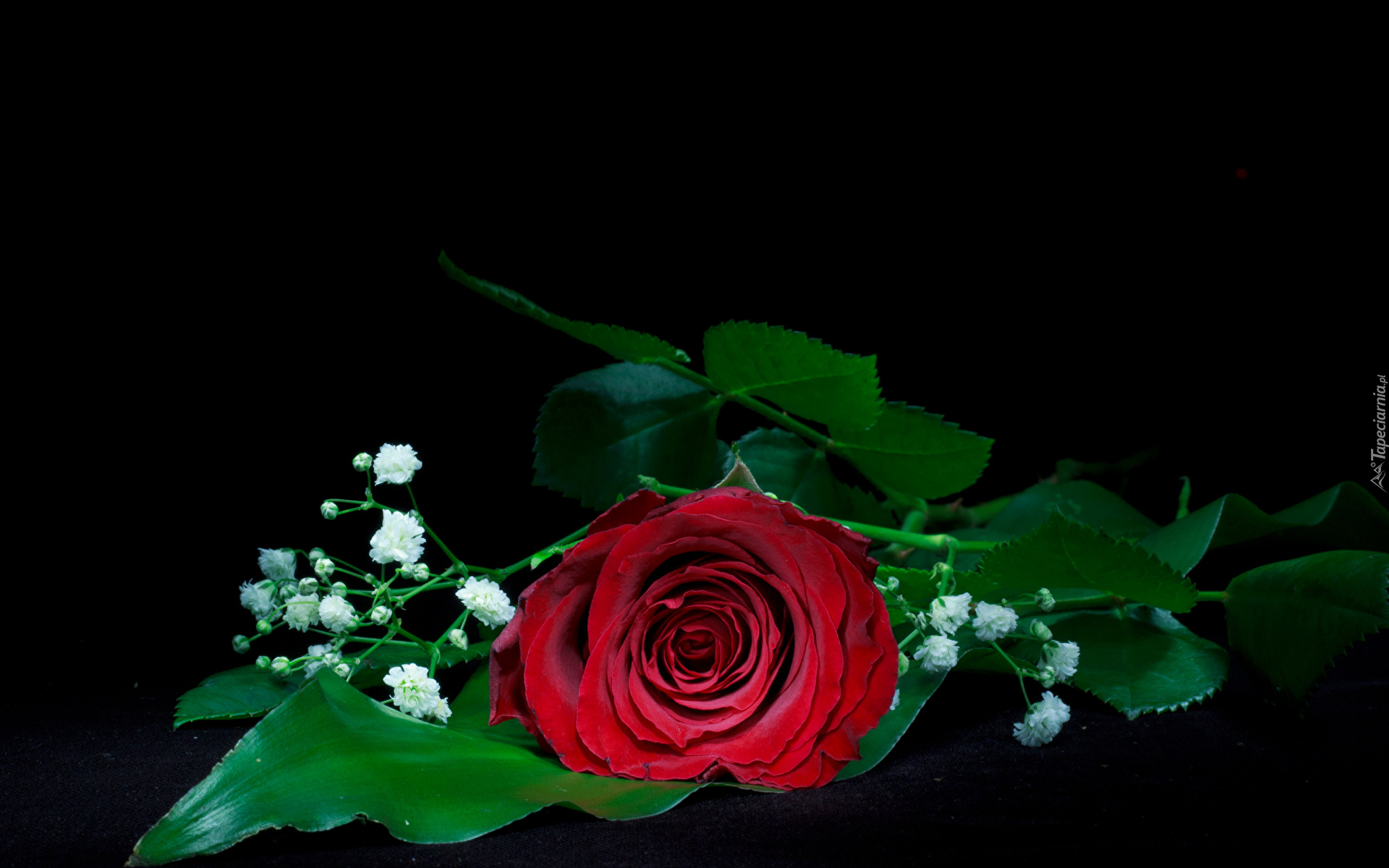 Kwiaty, Czerwona, Róża, Gipsówka, Tło czarne